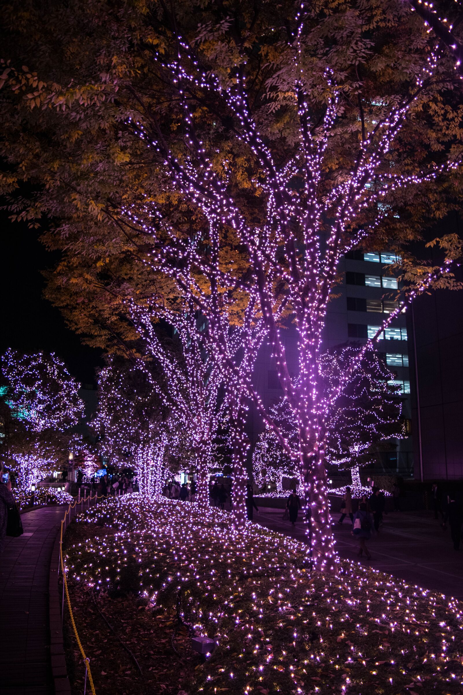 Nikon D5300 sample photo. Night view, plants, night photography