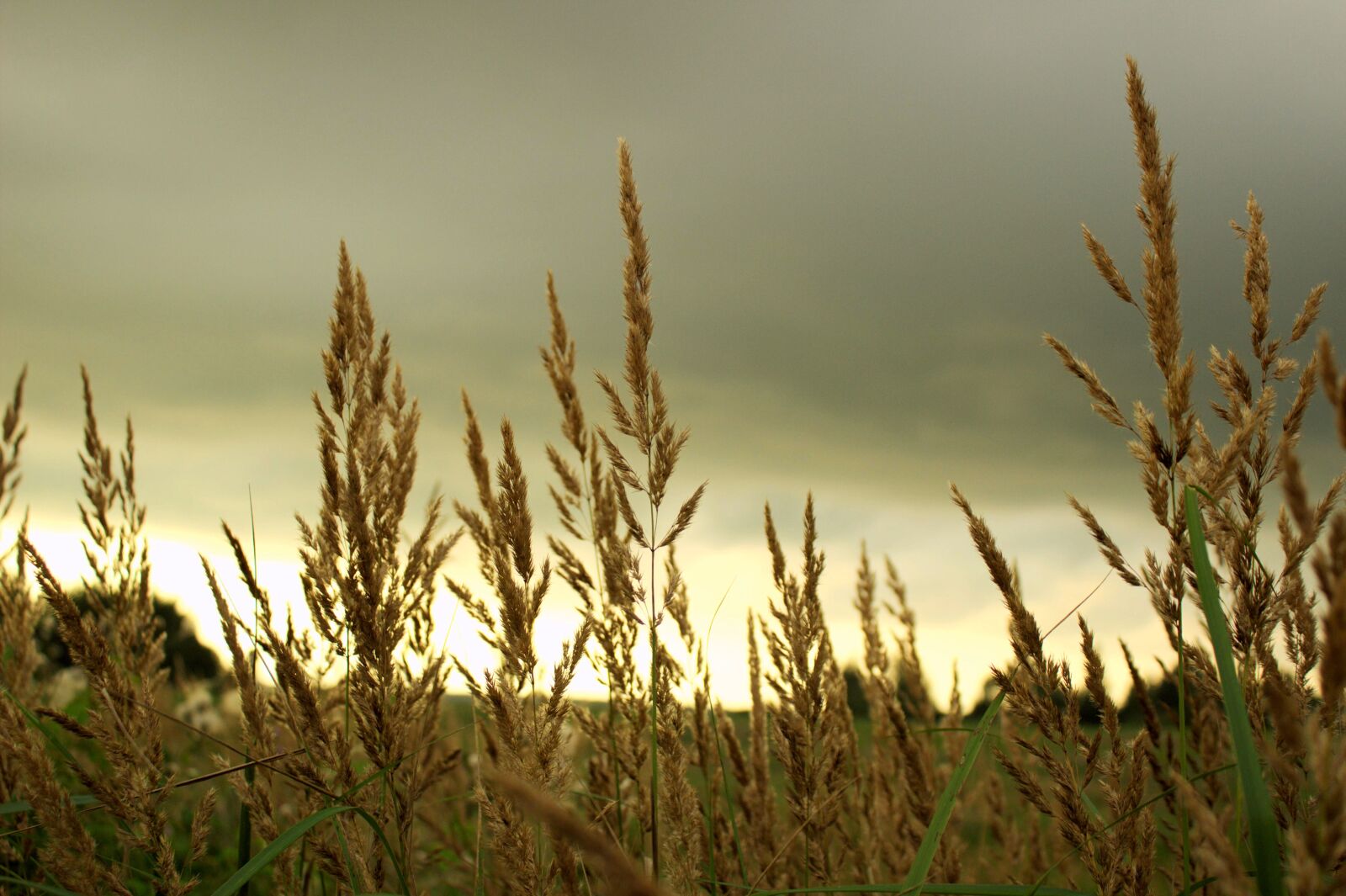 Canon EOS 600D (Rebel EOS T3i / EOS Kiss X5) sample photo. Nature, sunset, landscape photography