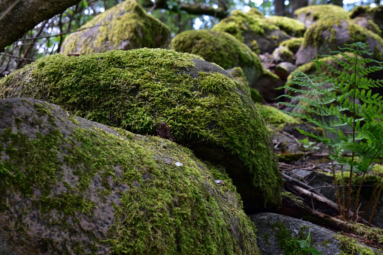 Nikon D3400 sample photo. Moss, nature, forest photography