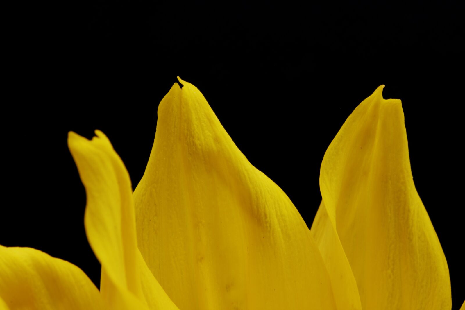 Canon EOS 750D (EOS Rebel T6i / EOS Kiss X8i) sample photo. Flower, petal, stem photography