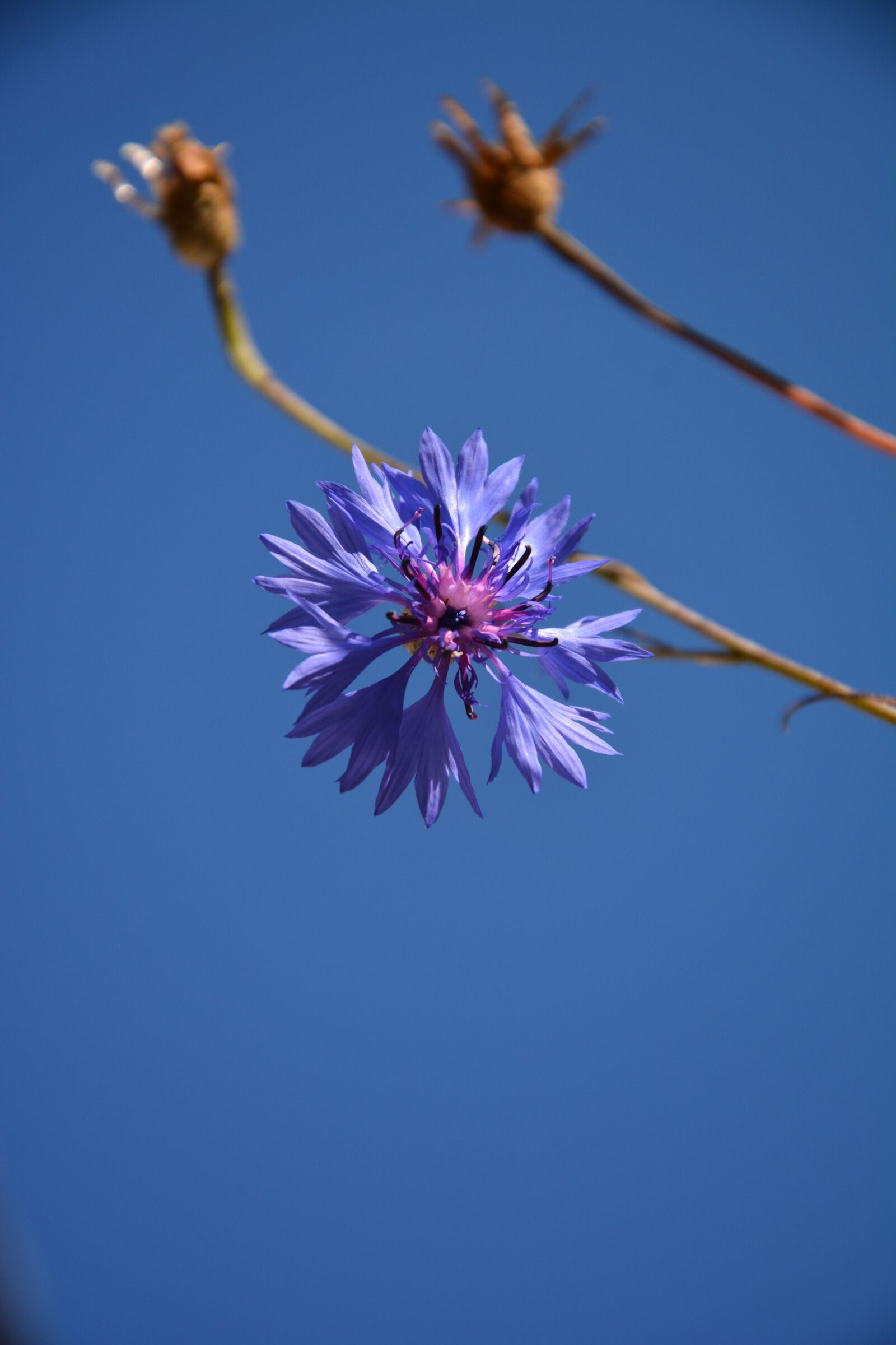 Nikon D7100 sample photo. Cornflower, summer, blue photography