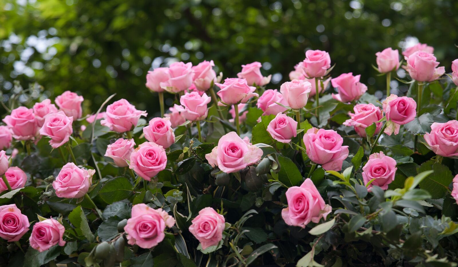 Canon EOS 5D sample photo. Rose, flowers, rose garden photography