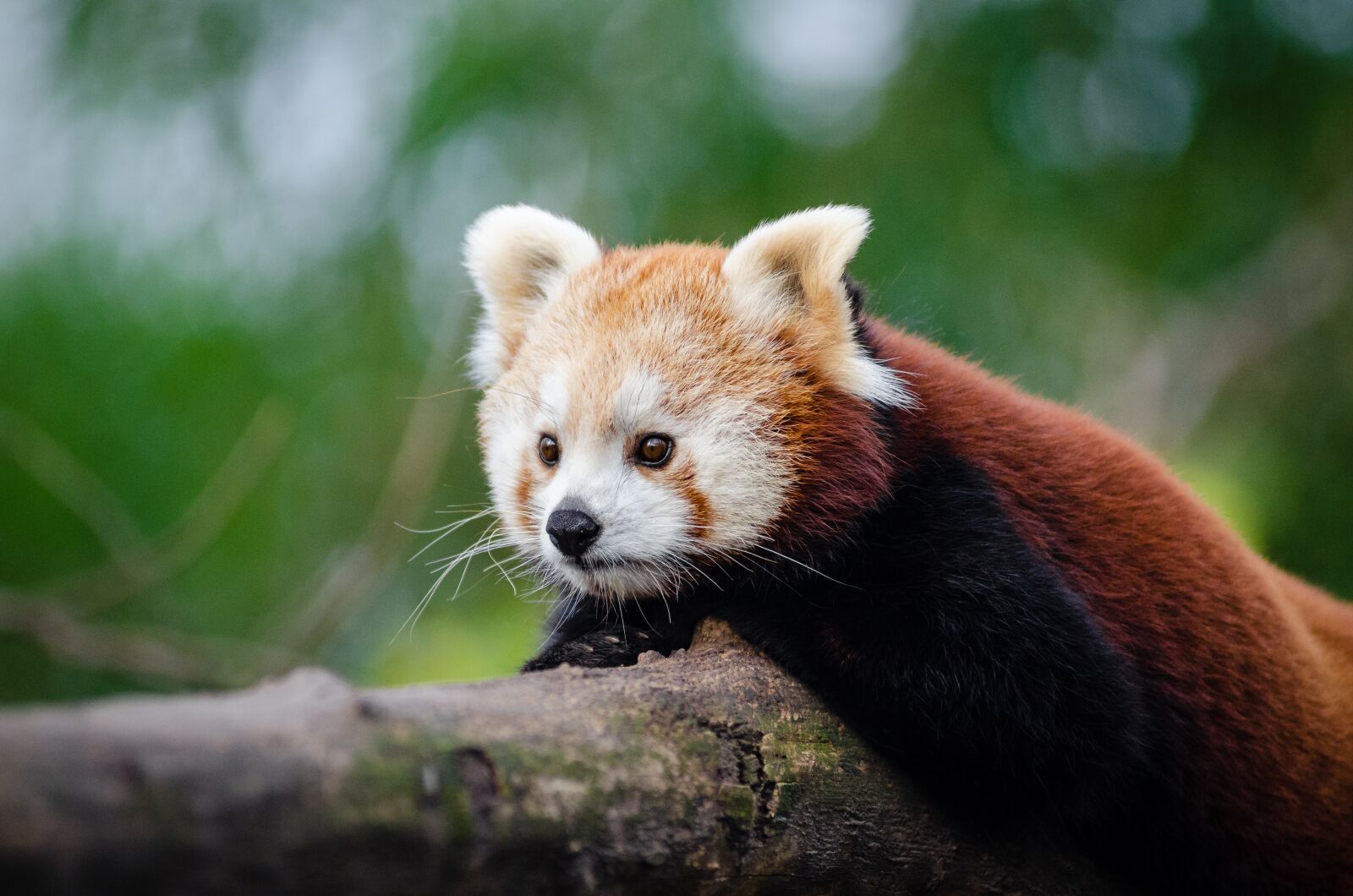 Nikon D7000 sample photo. Adorable, animal, blur photography