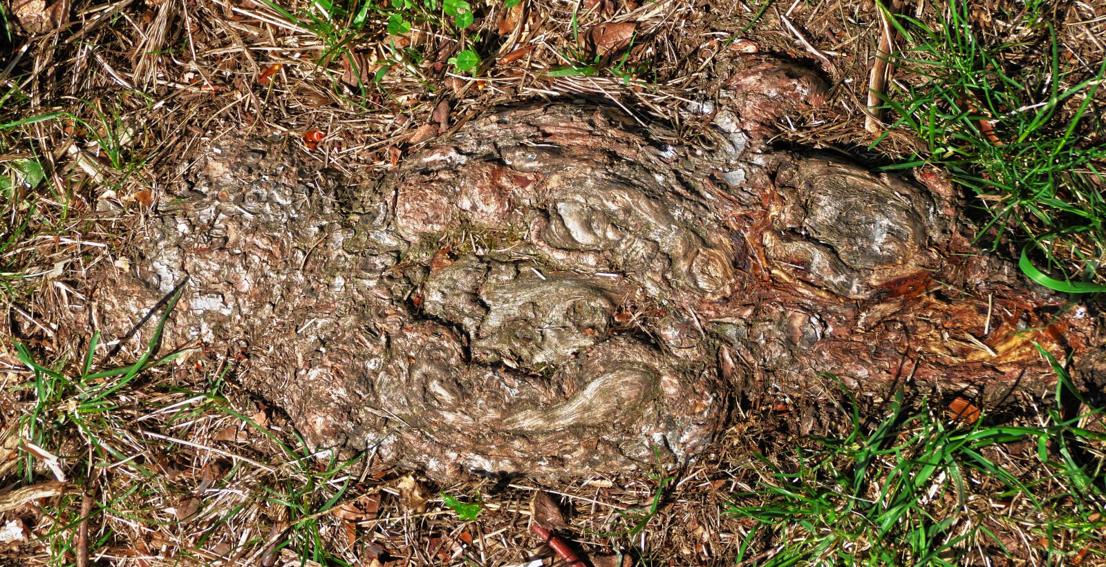 Panasonic Lumix DMC-FZ1000 sample photo. Root, wood, structure photography