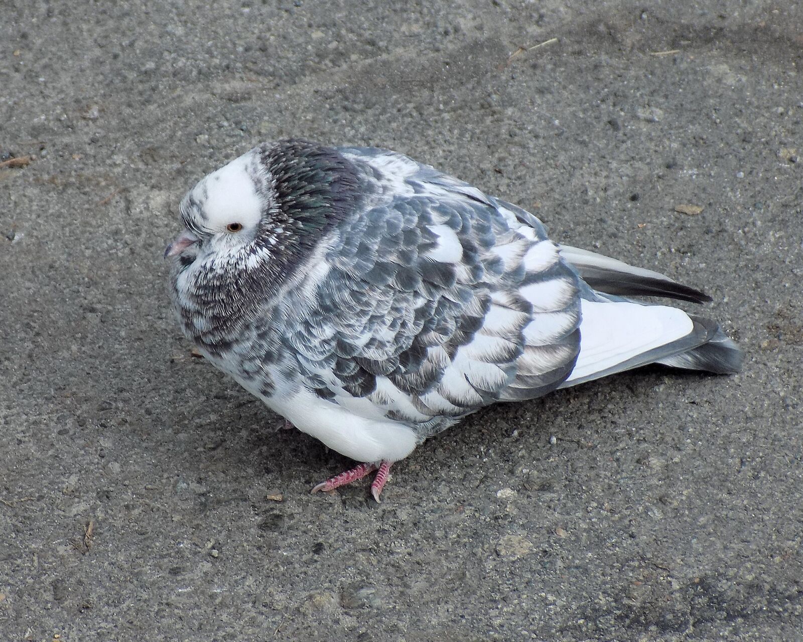 Nikon COOLPIX L330 sample photo. Bird, nature, animals photography