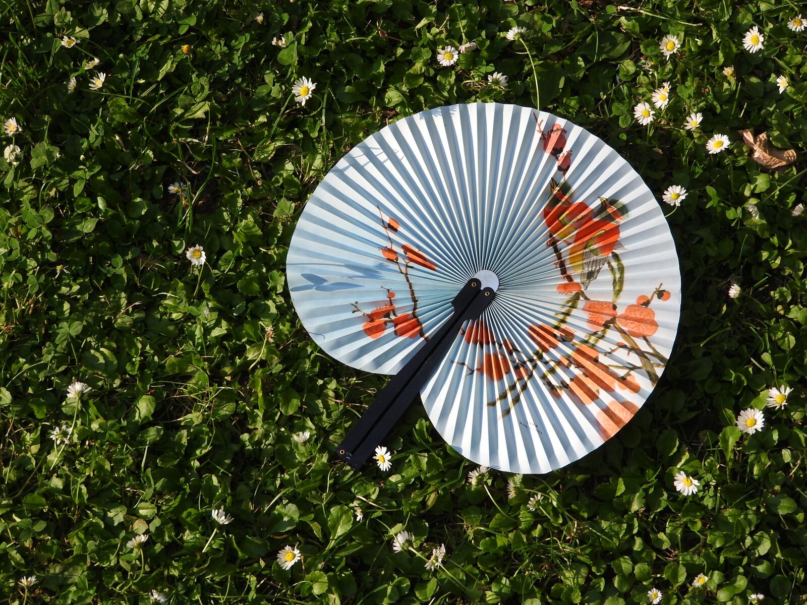 Nikon Coolpix P610 sample photo. Fan, grass, doplňky photography