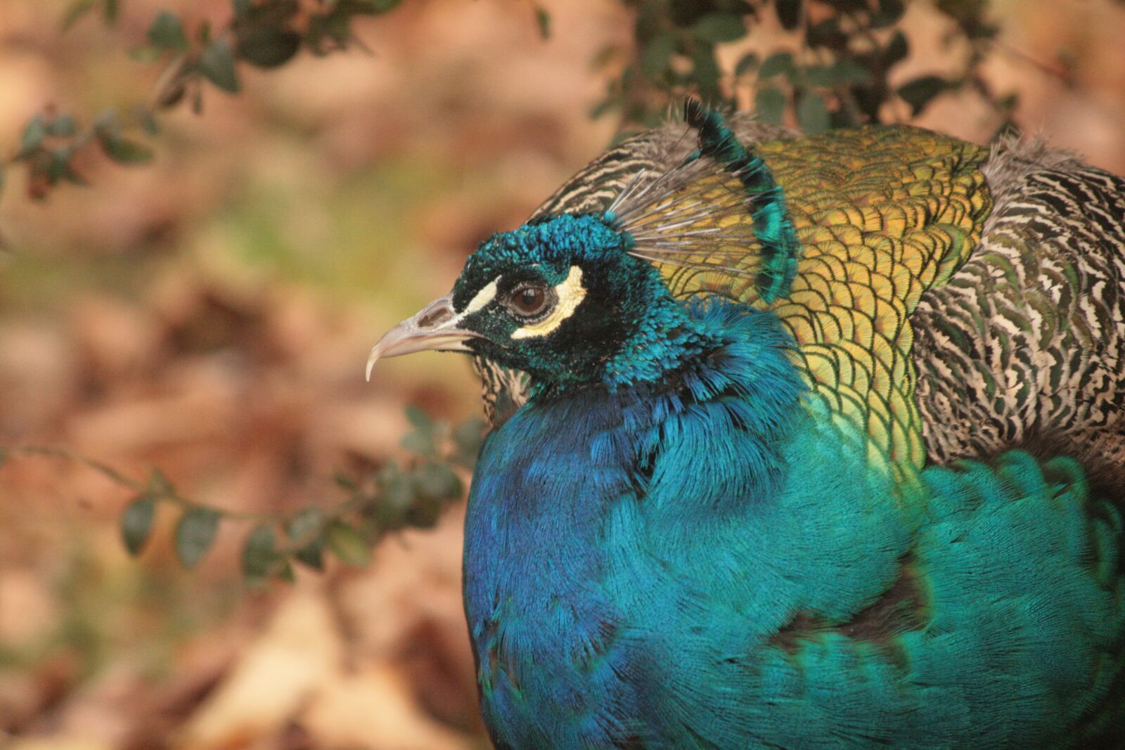 Canon EOS 400D (EOS Digital Rebel XTi / EOS Kiss Digital X) sample photo. Peacock, bird, blue photography