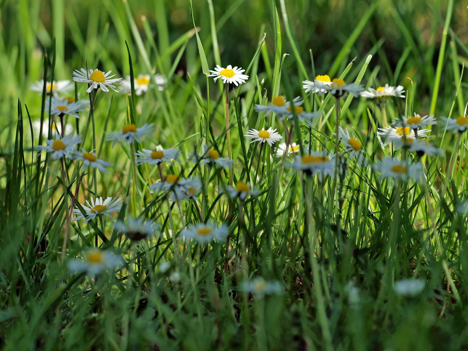 Olympus E-450 (EVOLT E-450) sample photo. Daisy, pellis perennis, meadow photography