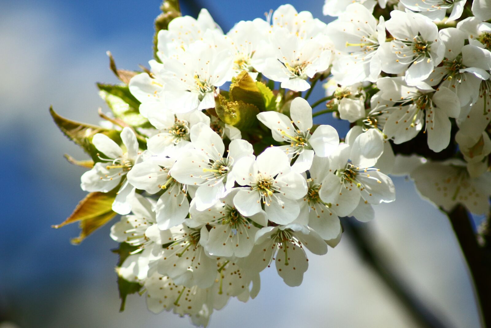Canon EOS 700D (EOS Rebel T5i / EOS Kiss X7i) sample photo. Cherry blossoms, macro, white photography