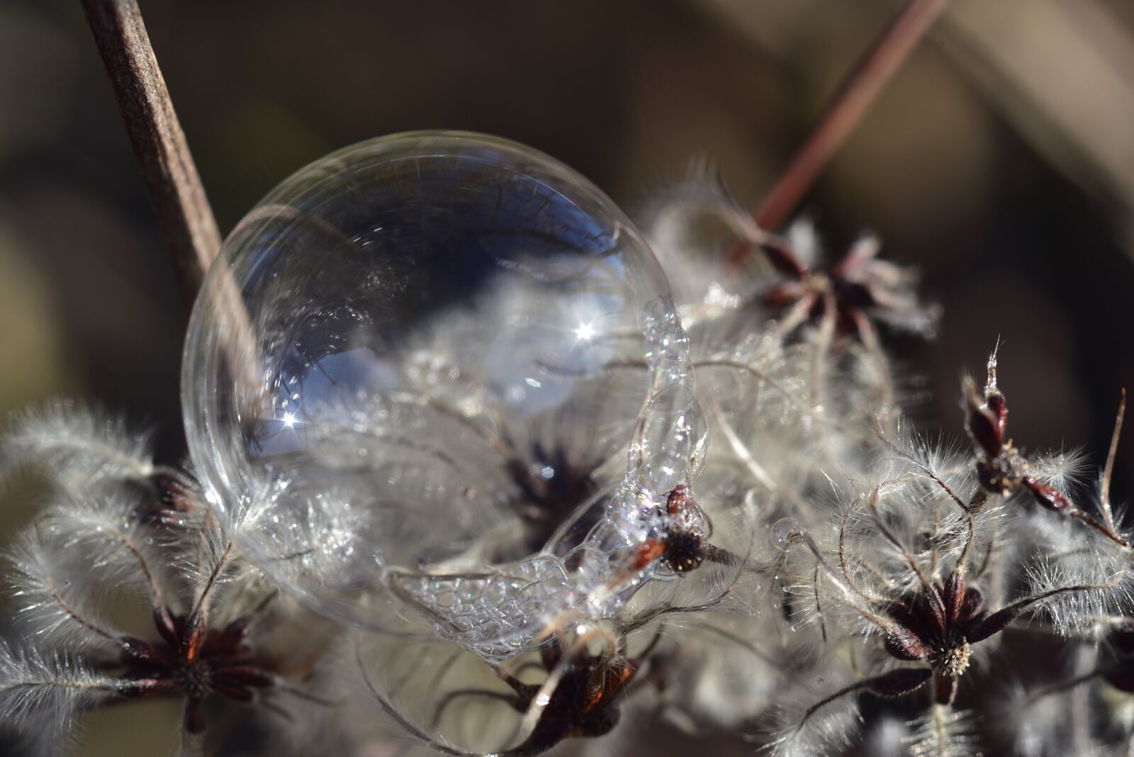 Nikon D750 sample photo. Clematis, soap bubble, round photography