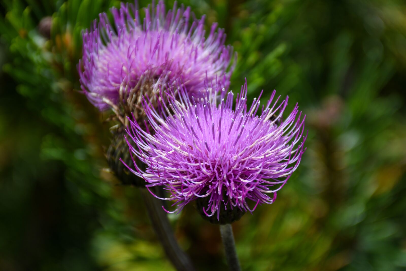 Nikon D7500 sample photo. Plant, purple, flower photography