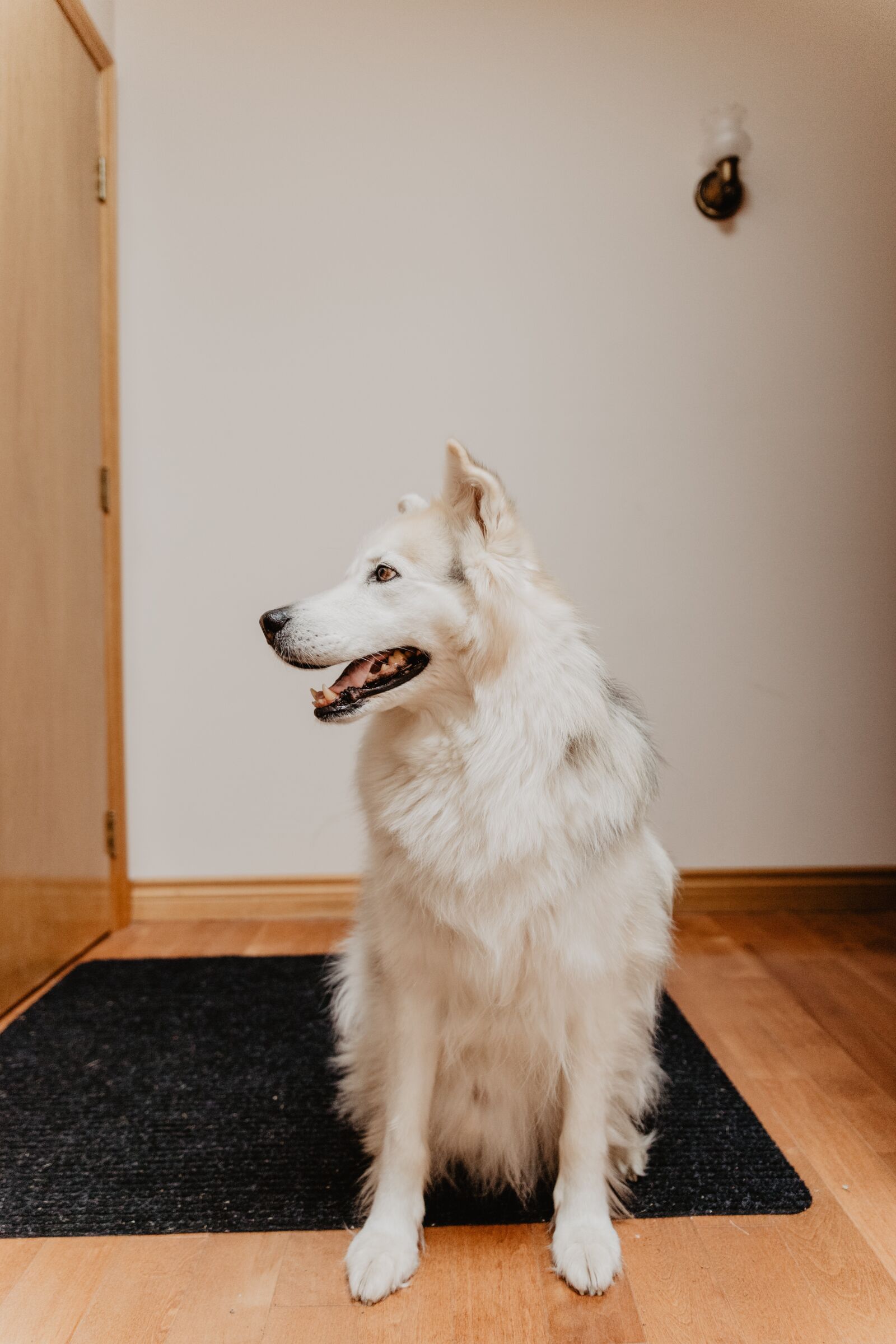 Canon EOS 6D Mark II sample photo. Dog, malamute, husky photography