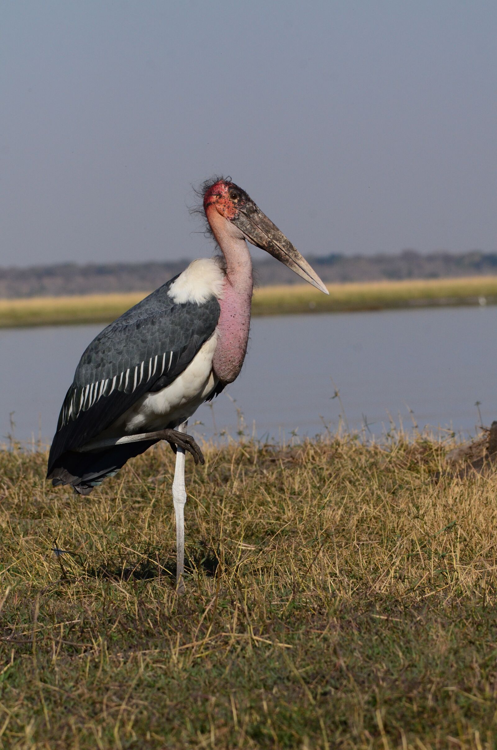 Nikon D7000 sample photo. Marabu, bird, botswana photography