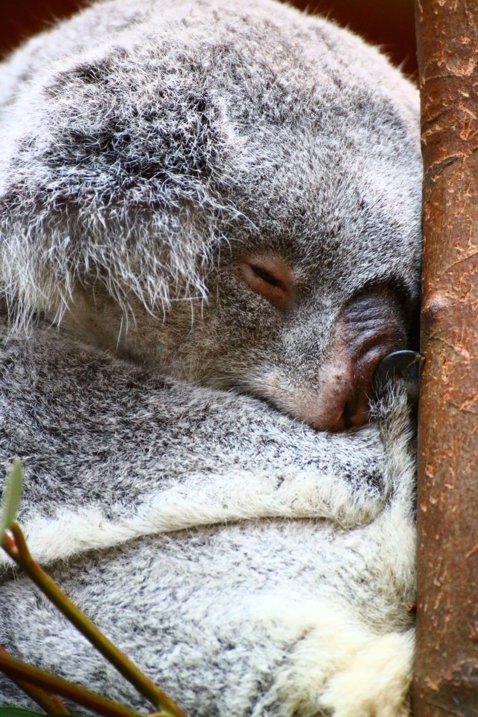Canon EOS 750D (EOS Rebel T6i / EOS Kiss X8i) sample photo. Koala, zoo, australia photography
