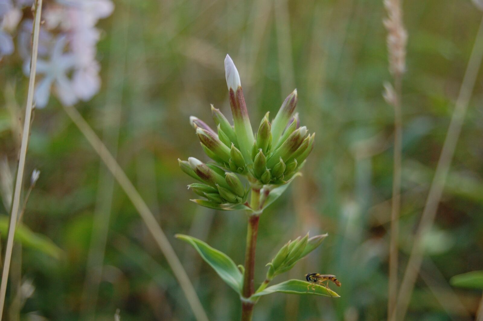 Nikon D40 sample photo. Flower, bud, cockle photography