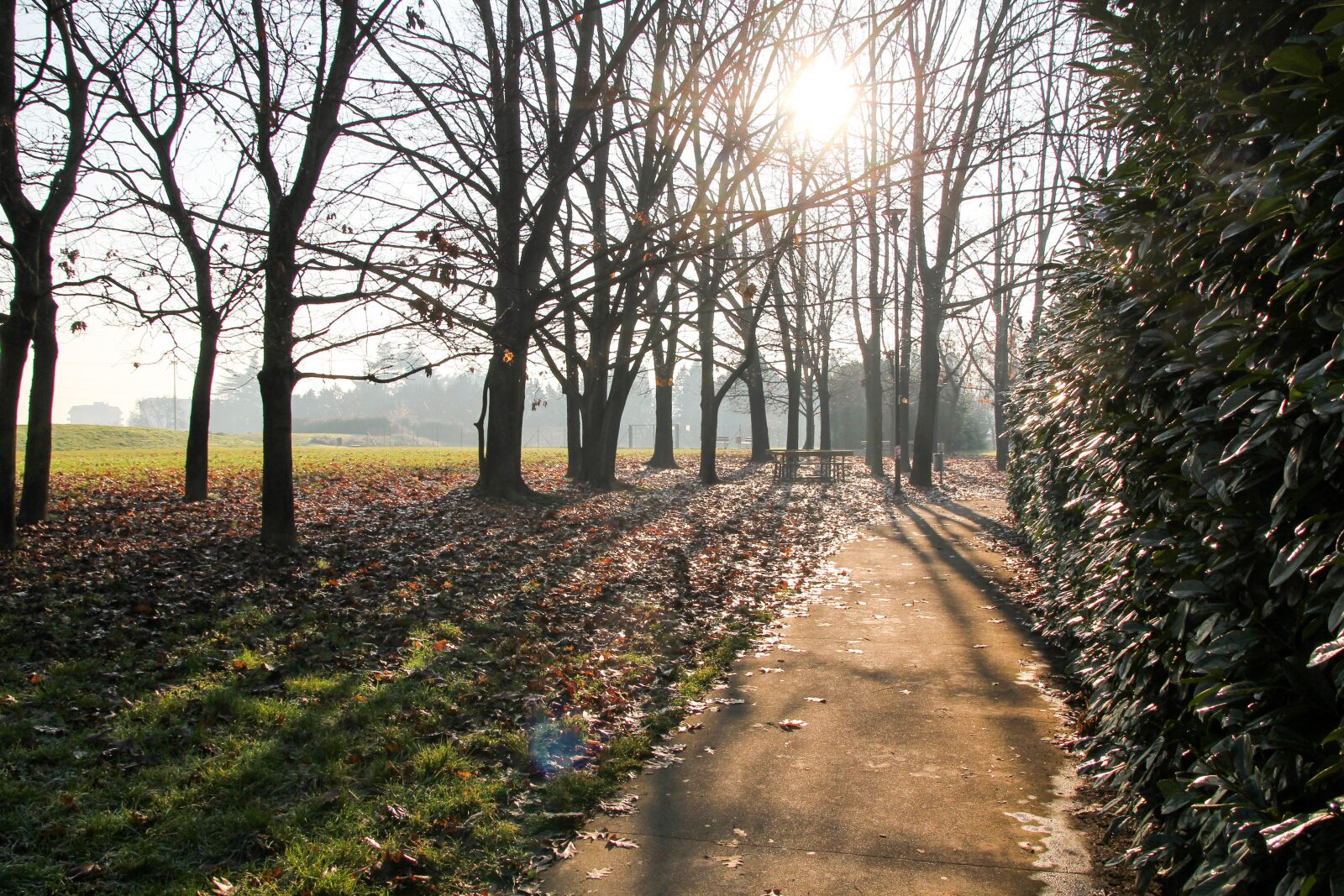 Canon EOS 60D sample photo. Road, winter, trees photography