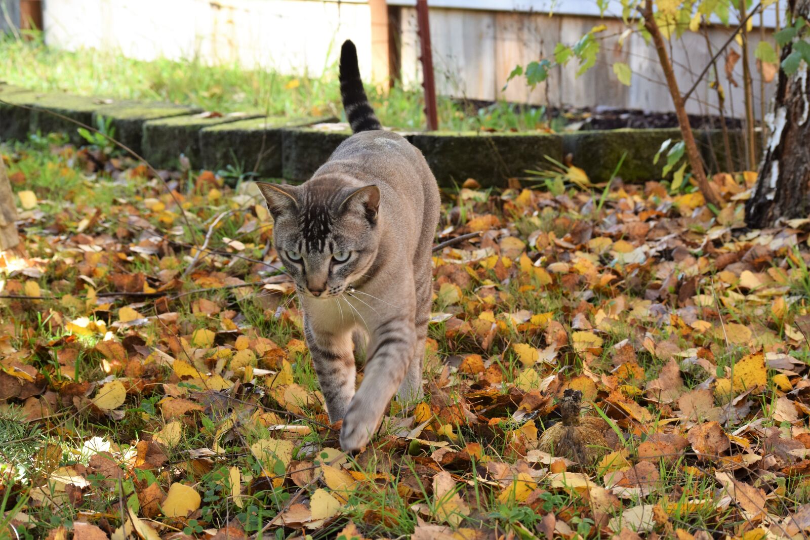 Nikon D3300 sample photo. Cat, fall, leaves photography