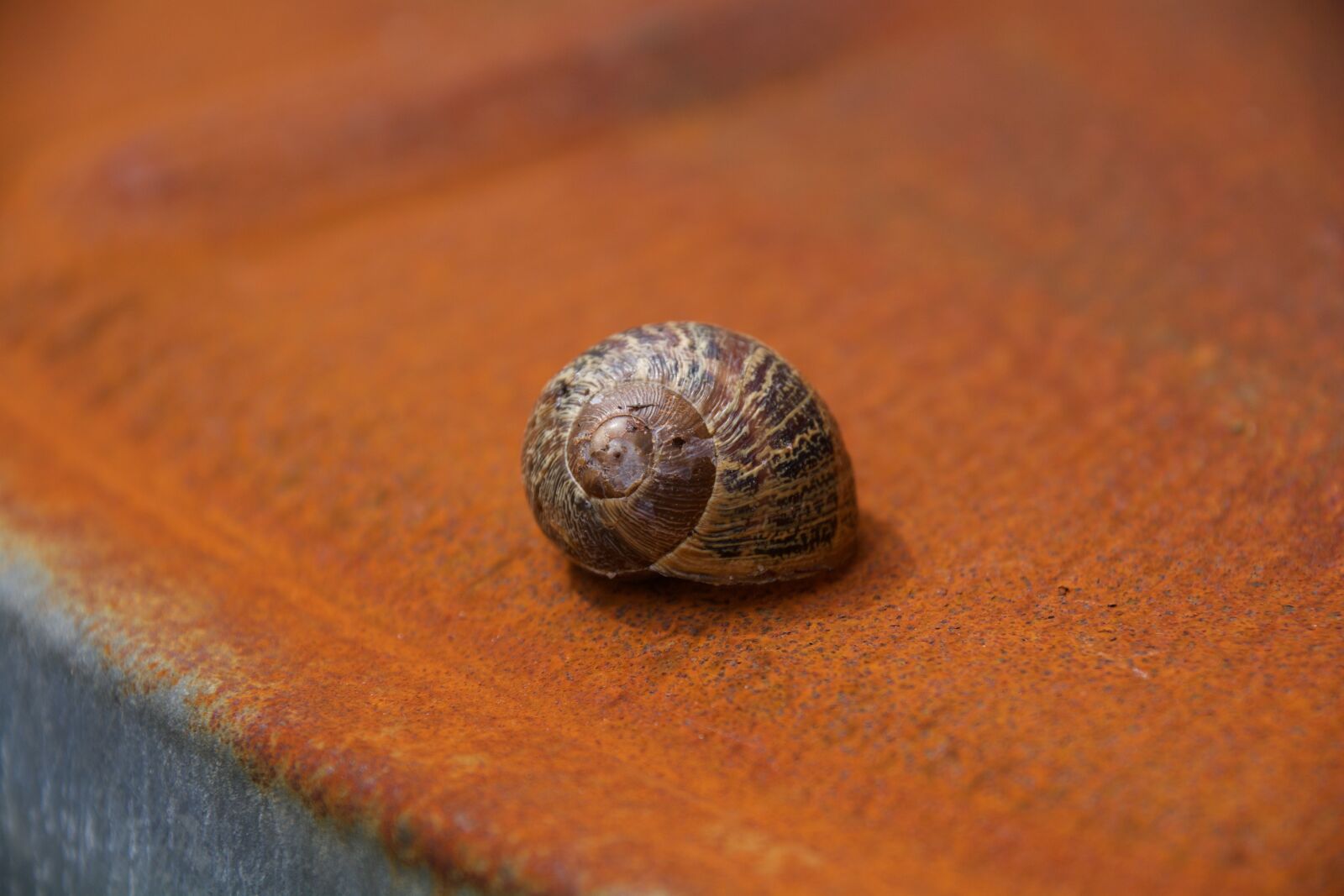 Nikon D7100 sample photo. Snail, rust, shell photography