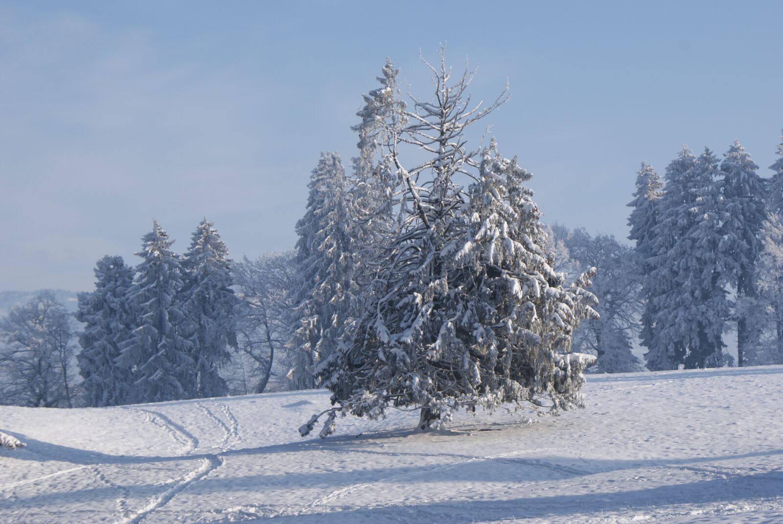Sony Alpha DSLR-A300 sample photo. Winter, snow, nature photography