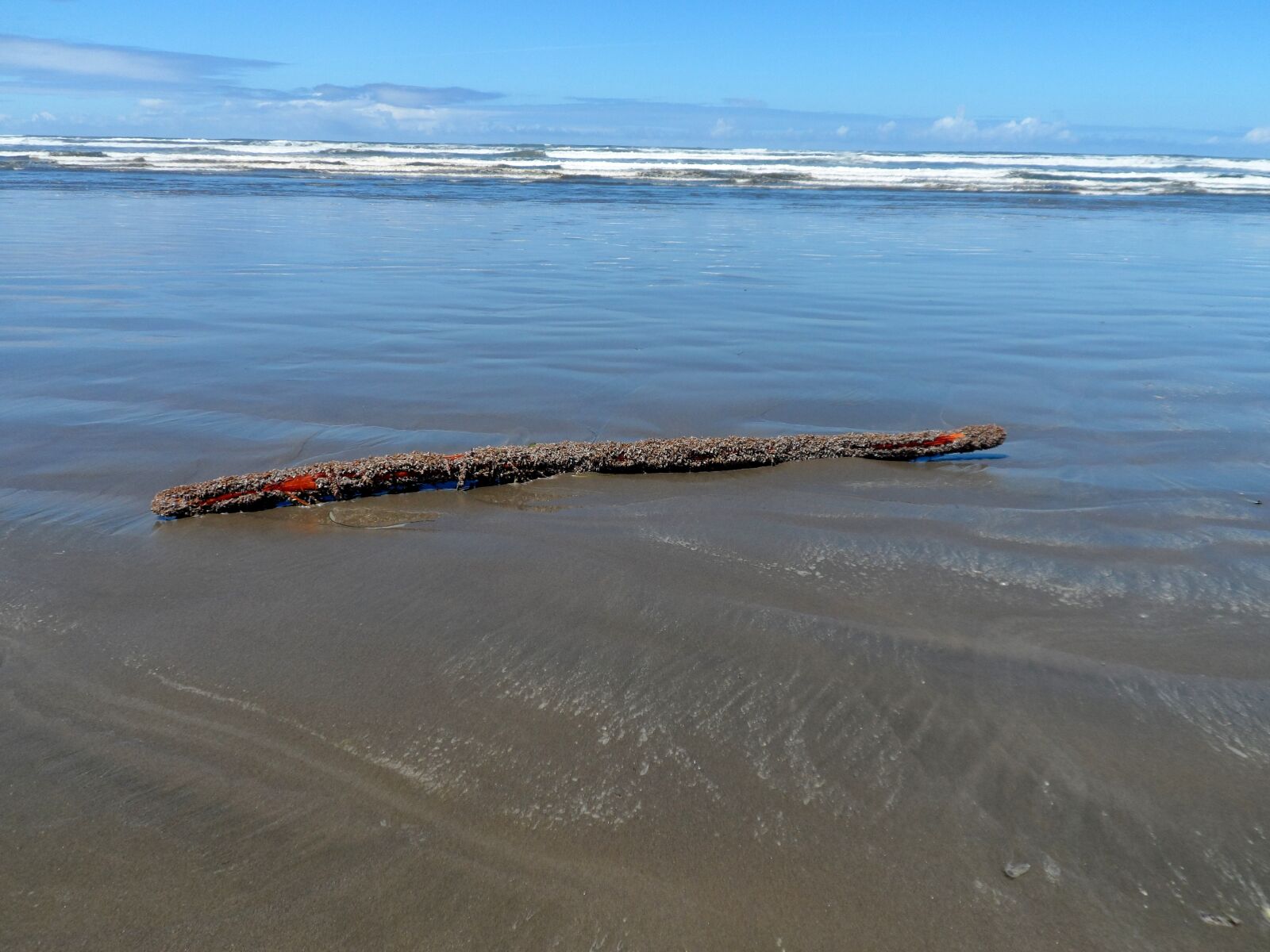 Samsung ST200 / ST200F / ST201 / ST201F / ST205F sample photo. Driftwood, ocean, water photography