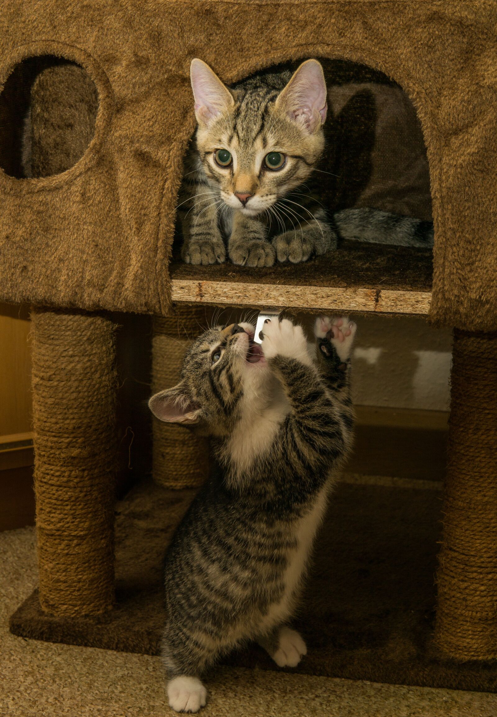 30mm F1.4 DC DN | Contemporary 016 sample photo. Cat, small, mackerel photography