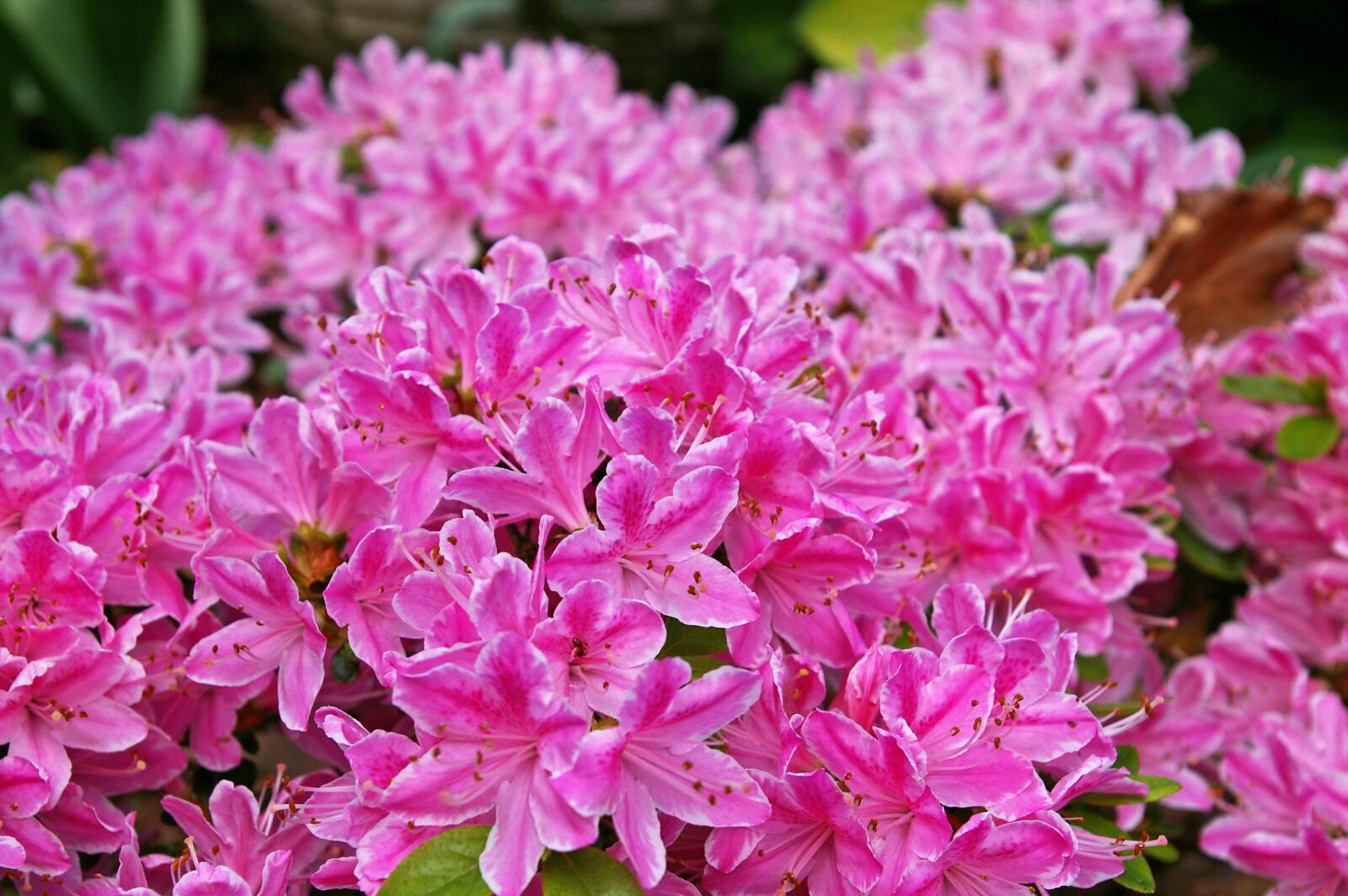 Pentax *ist DL2 sample photo. Azalea, azalea flowers, blossomed photography
