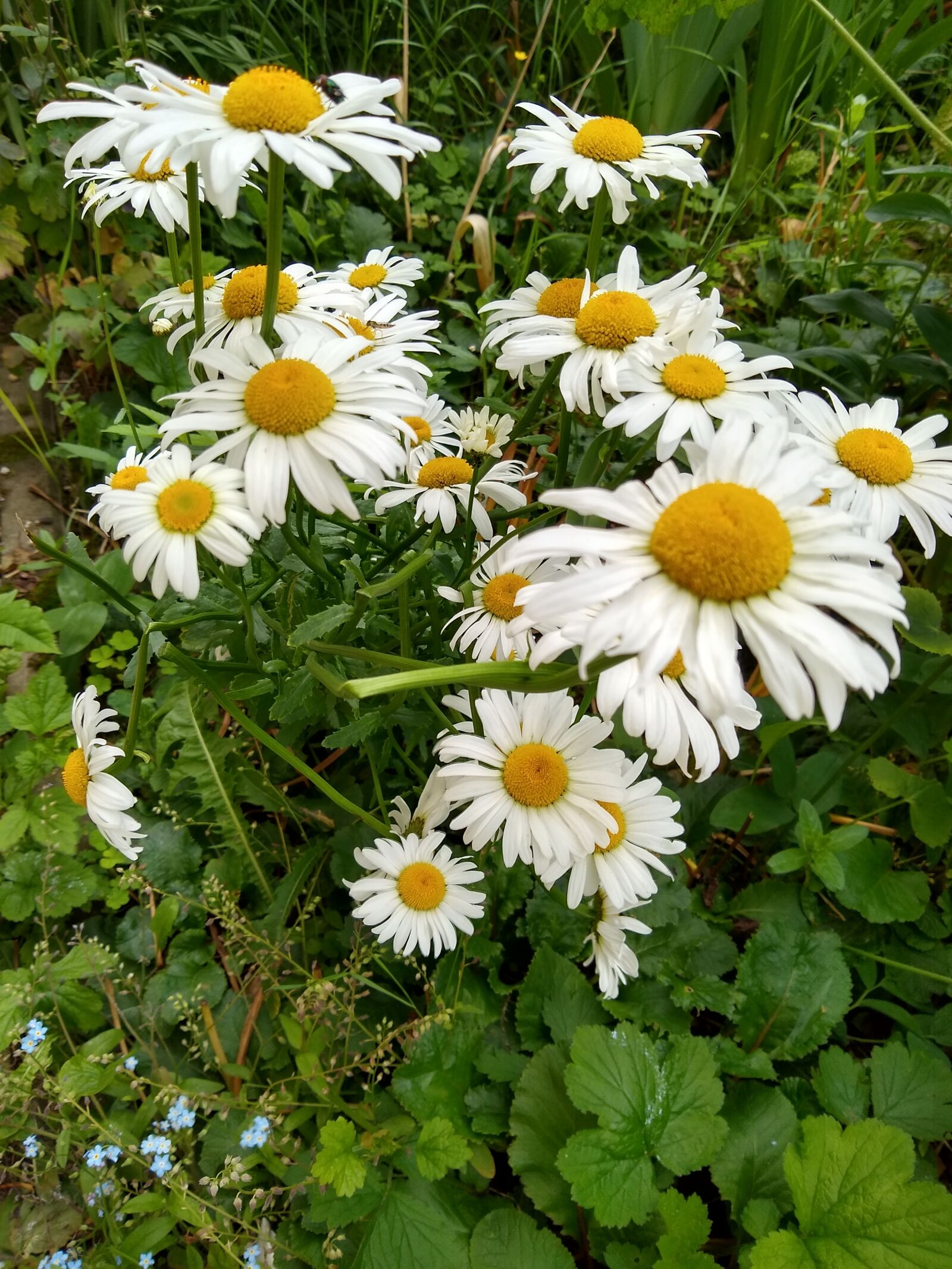 Motorola moto g(8) plus sample photo. Flower, yellow, white photography