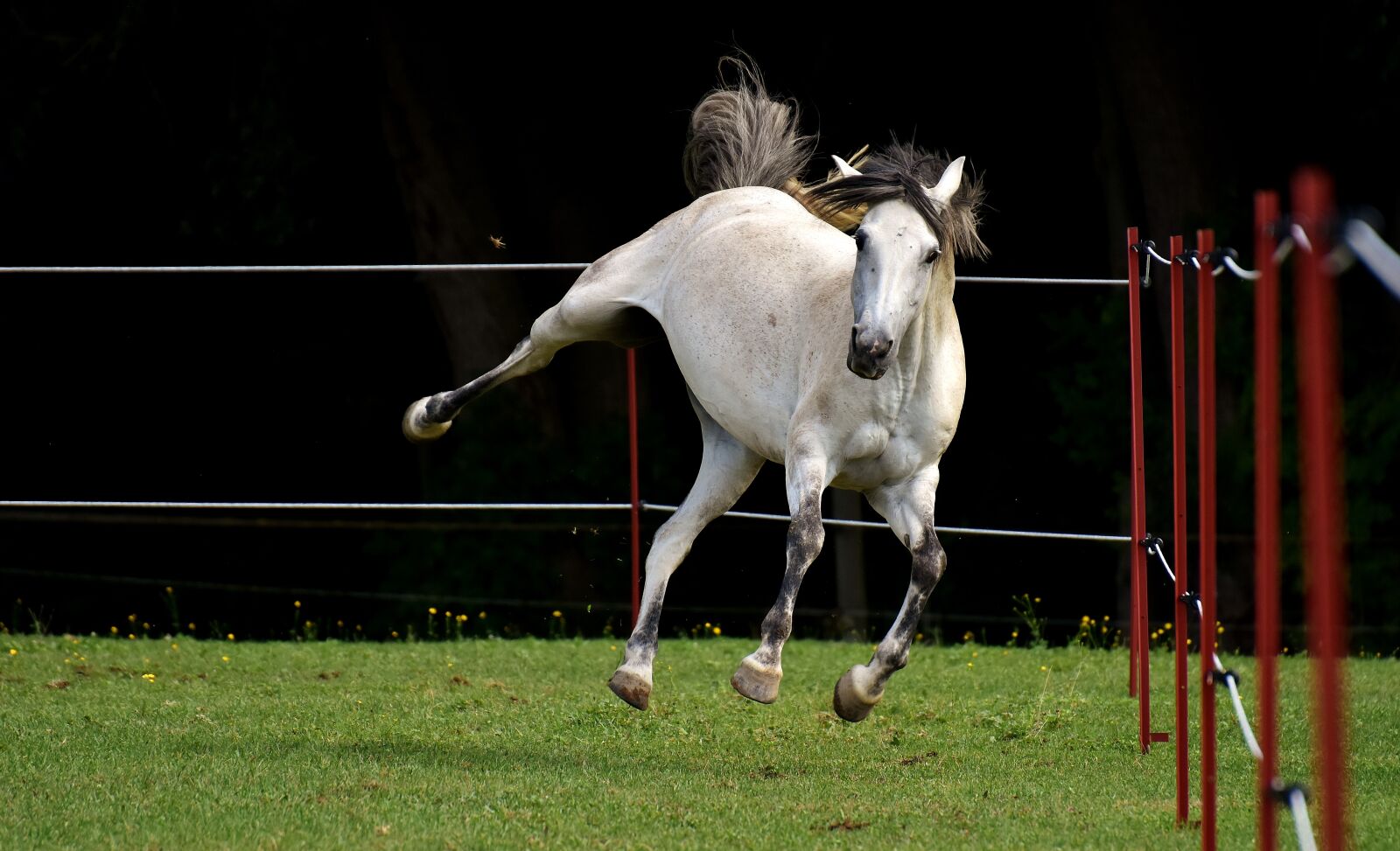 Nikon D7200 sample photo. Horse, mold, pony photography