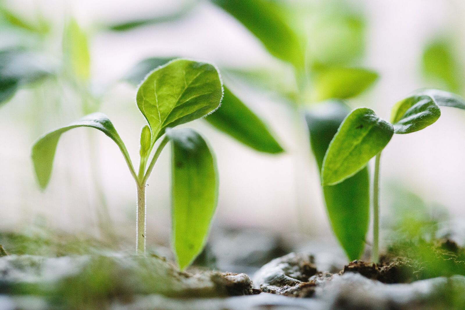 Canon EOS 6D + Canon EF 100mm F2.8 Macro USM sample photo. Leaves, soil, crops photography