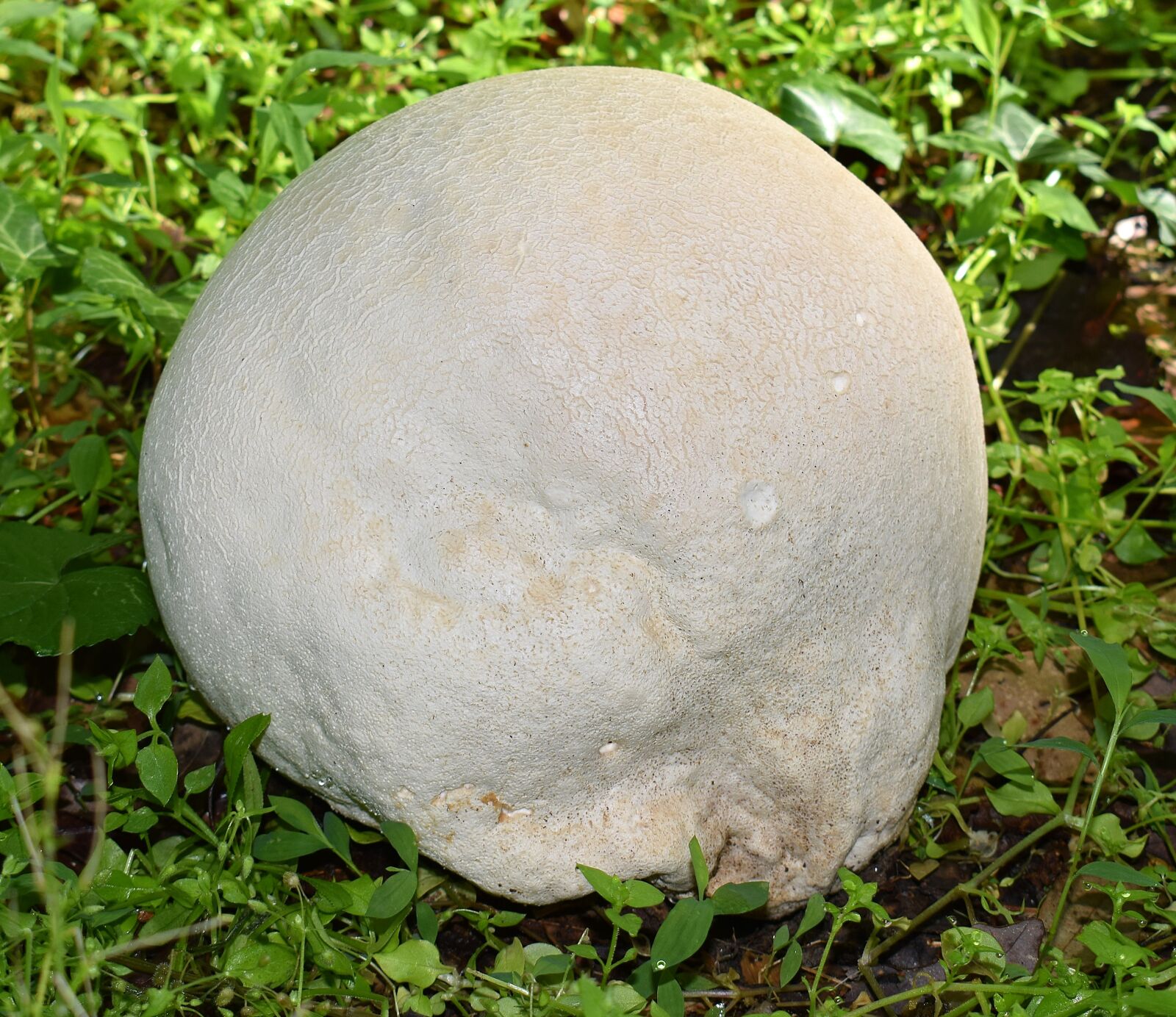 Nikon D3300 sample photo. Growing puffball, volleyball size photography