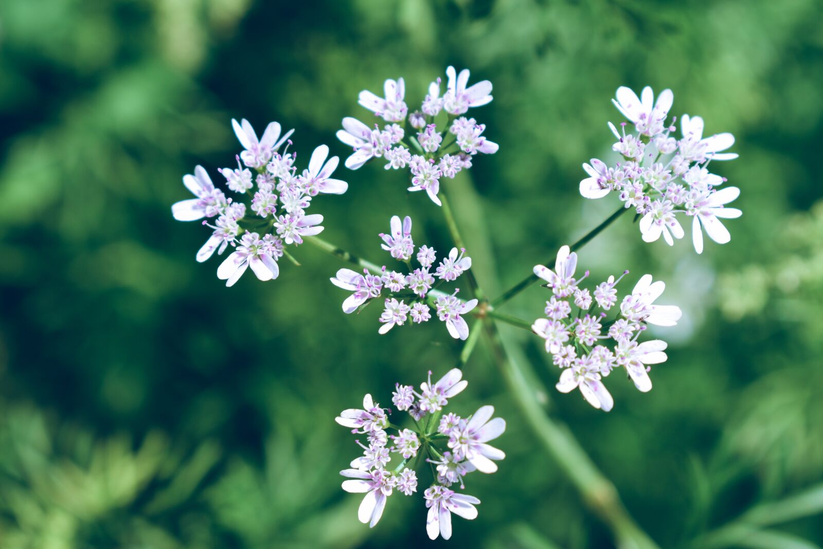 Nikon D5600 sample photo. Flower, small, bloom photography