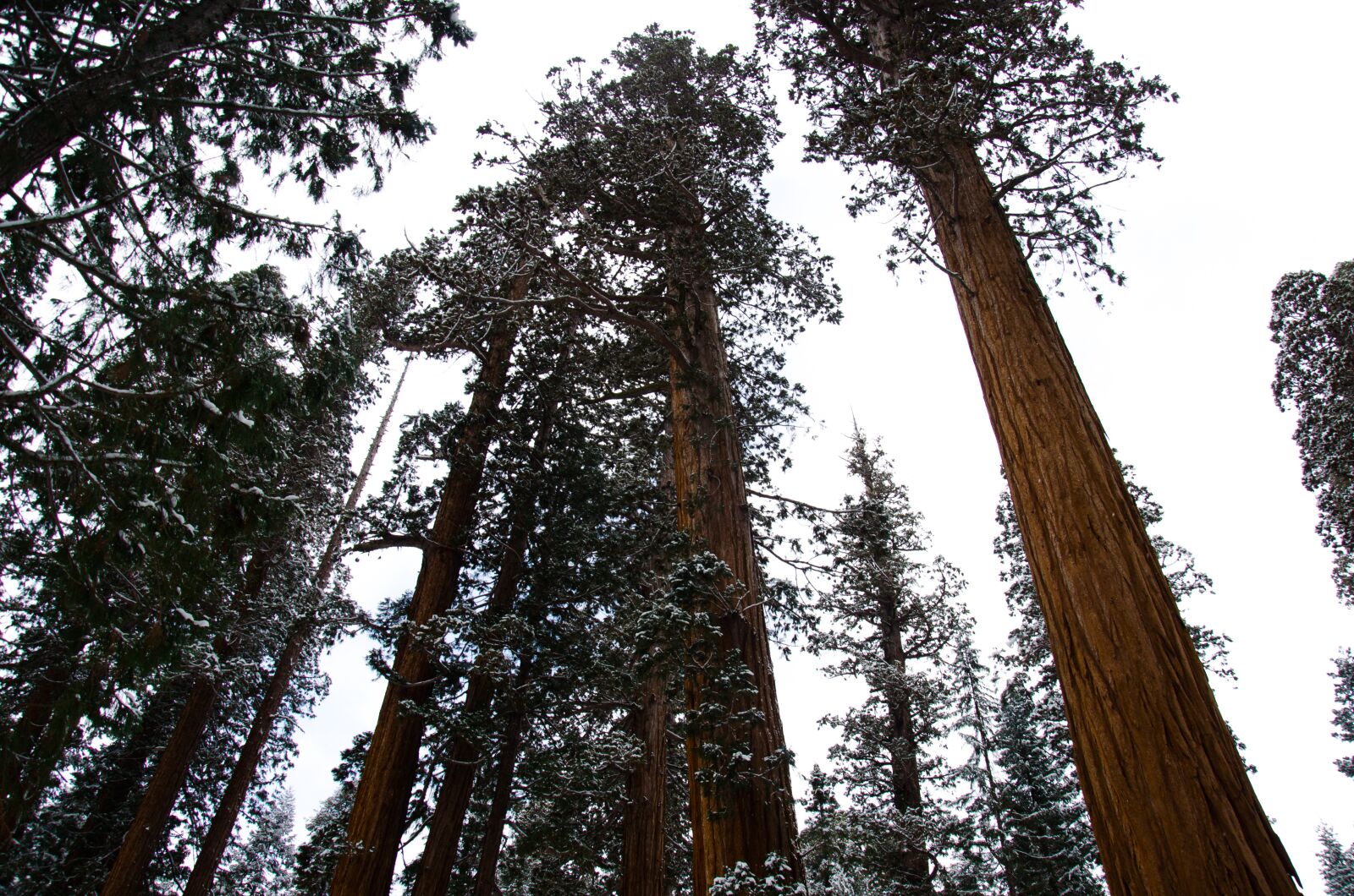 Nikon D5100 sample photo. Sequoia, snow, grey photography