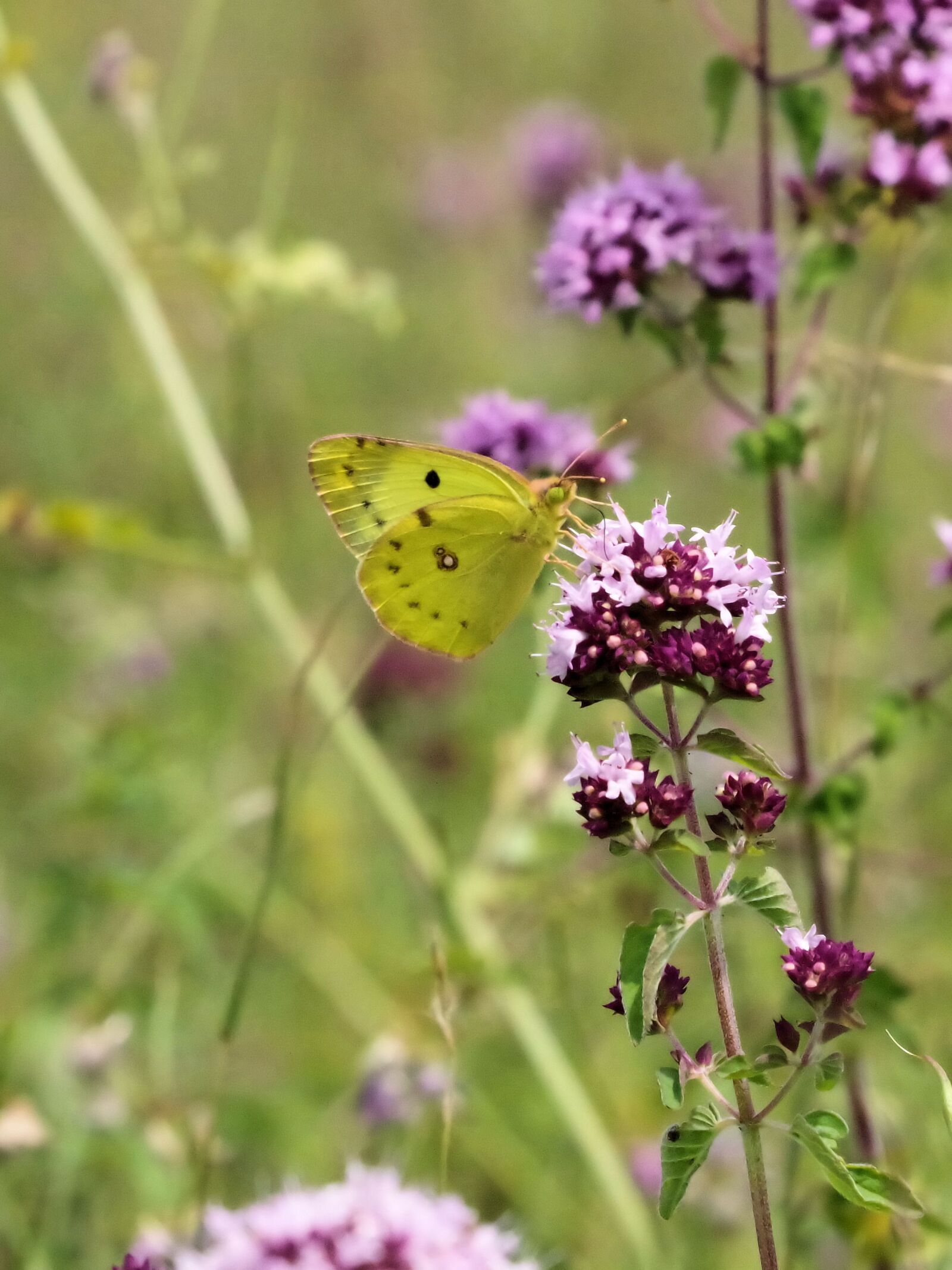 Pentax K-70 sample photo. Clouded yellow, butterfly, summer photography