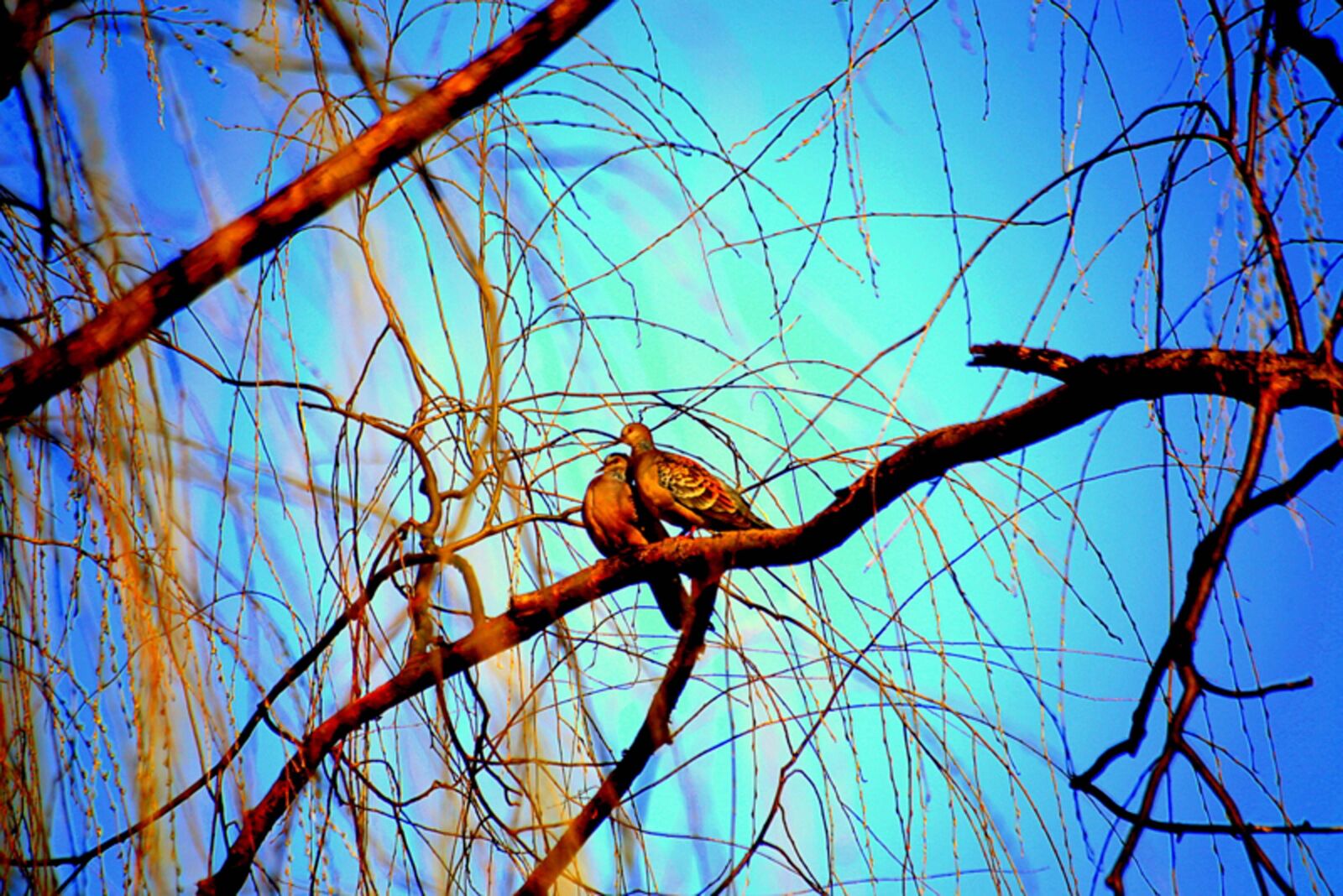 Canon EOS 6D sample photo. Birds, perched, tree photography