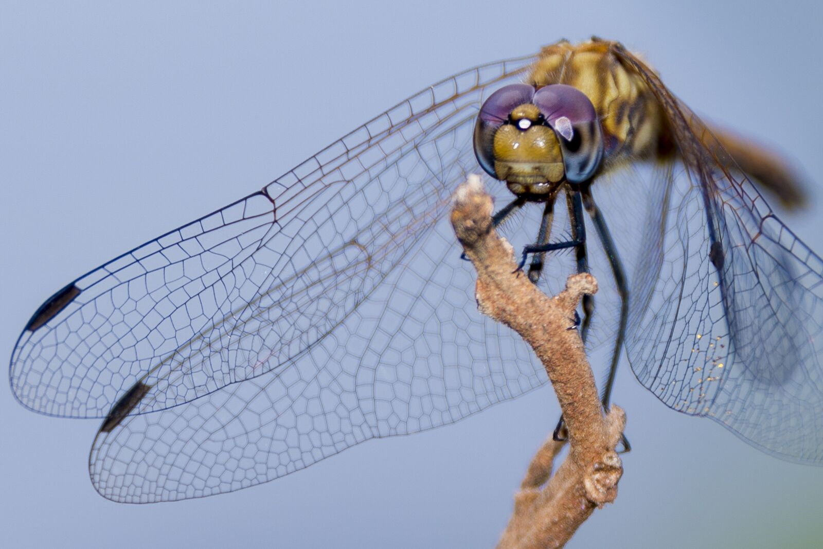 Nikon D800 sample photo. Ugandan dragon fly, power photography