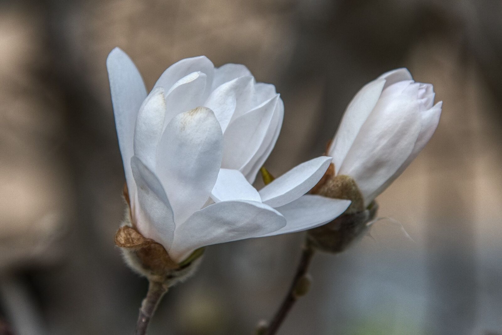 Nikon D750 sample photo. Star magnolia, flowers, tree photography