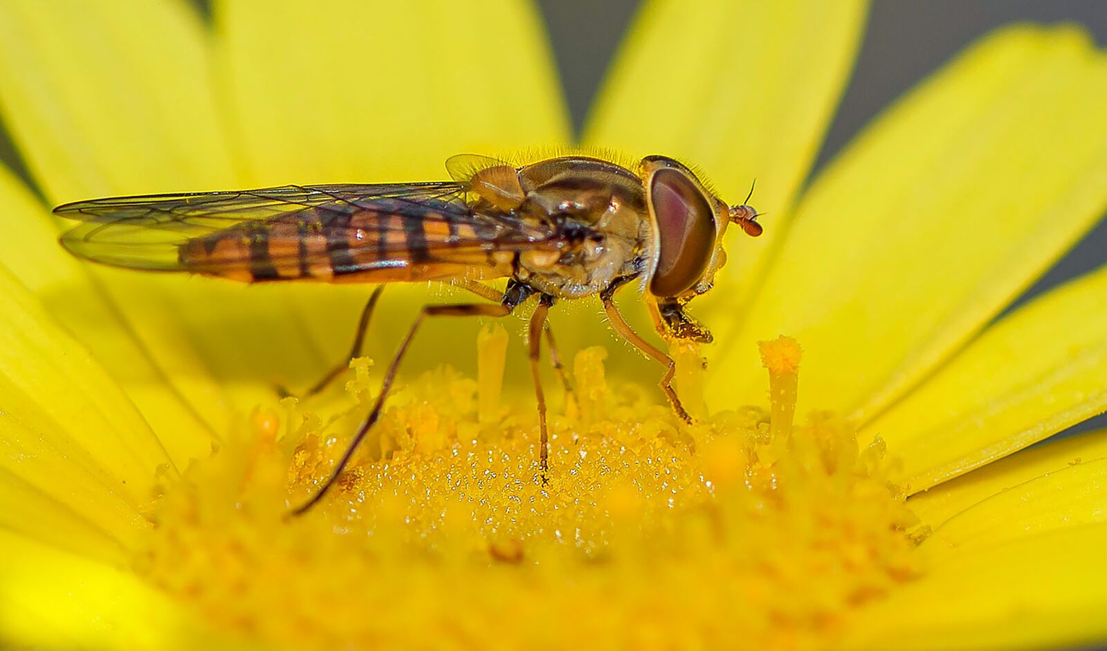 Nikon D810 sample photo. Eristalinus, yellow, macro photography