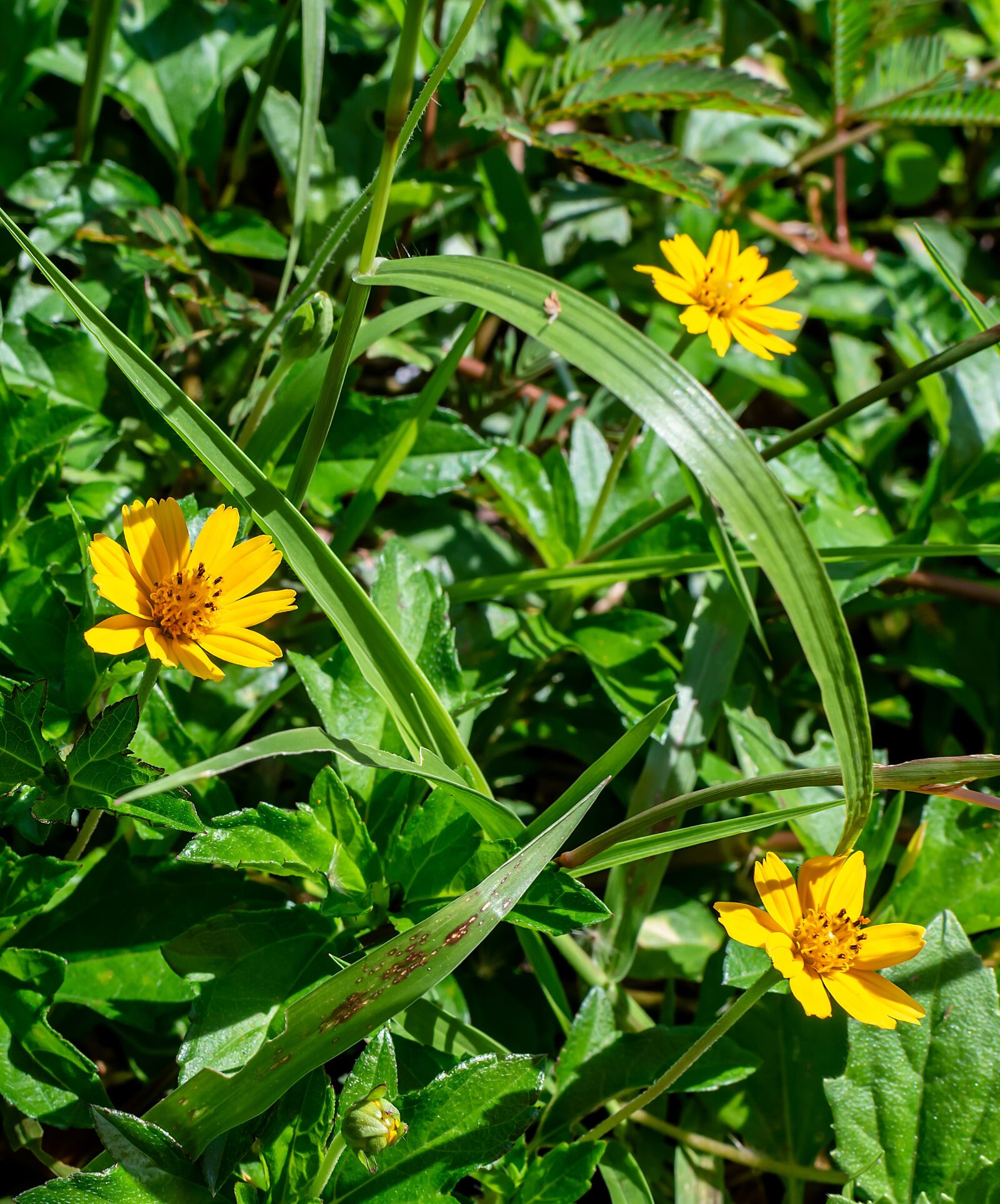 Nikon D3200 sample photo. Sphagneticola trilobata, flower, yellow photography