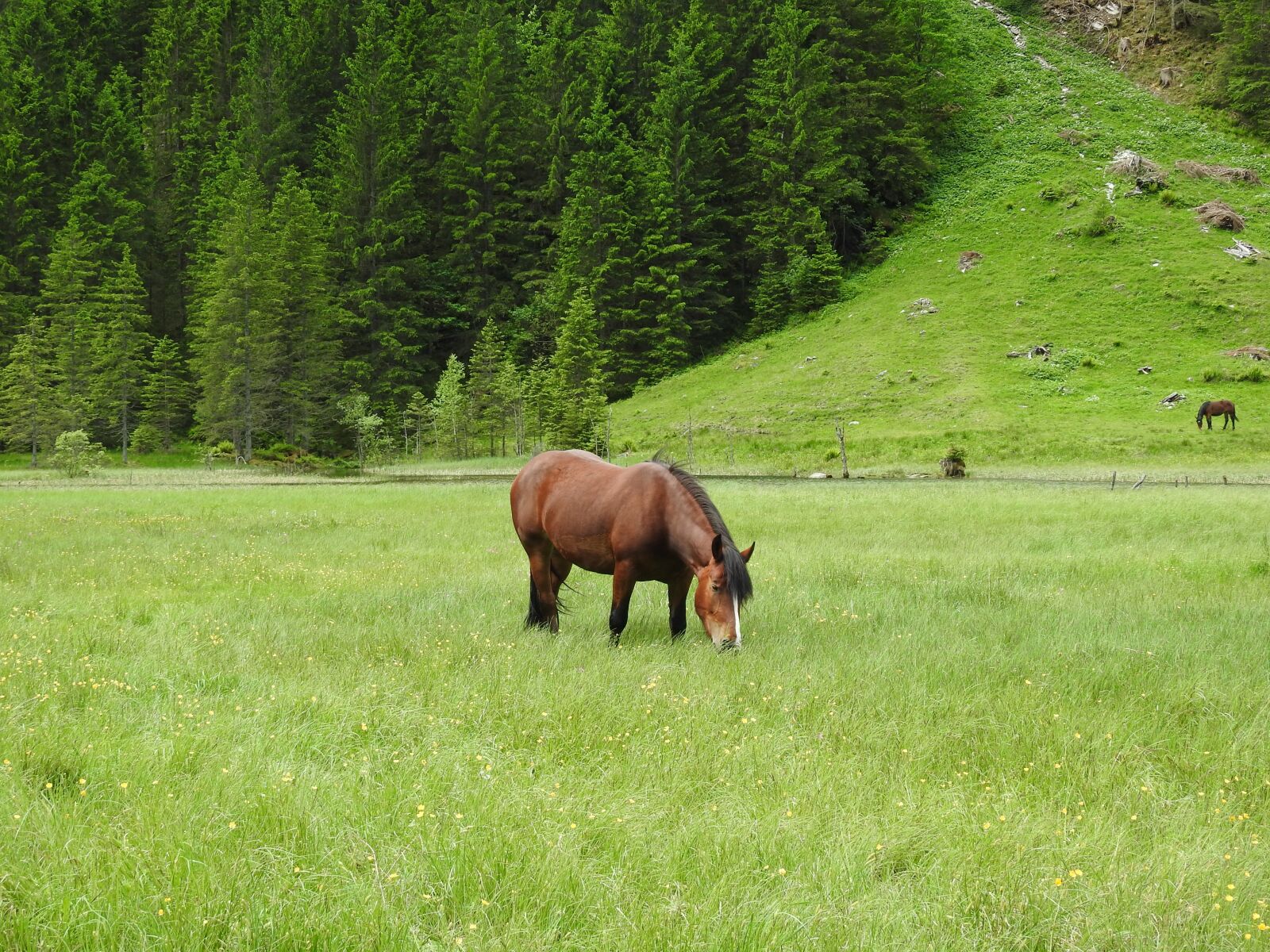 Nikon Coolpix P900 sample photo. Austria, mountains, meadow photography