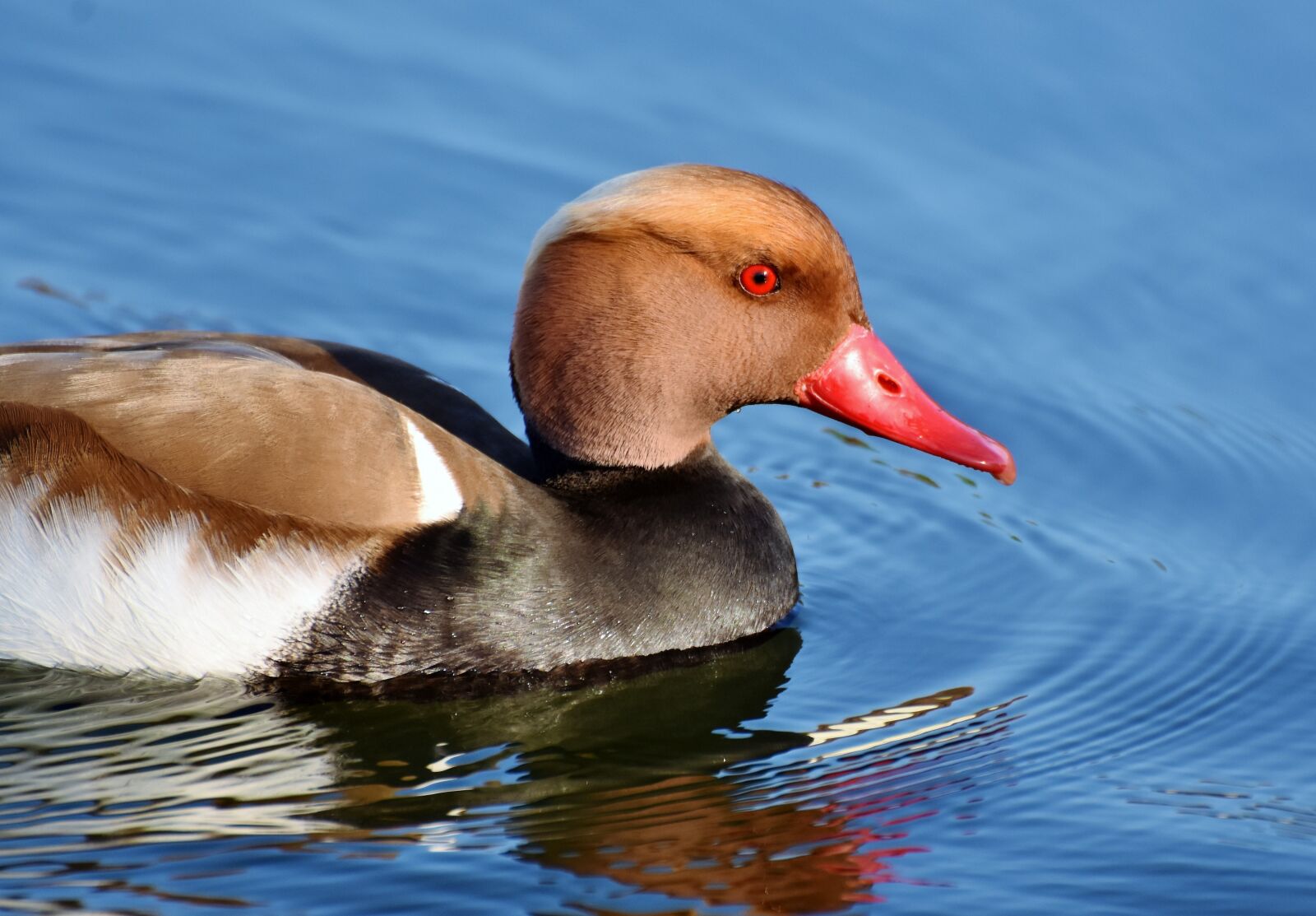 Nikon D7200 sample photo. Piston duck, duck, water photography