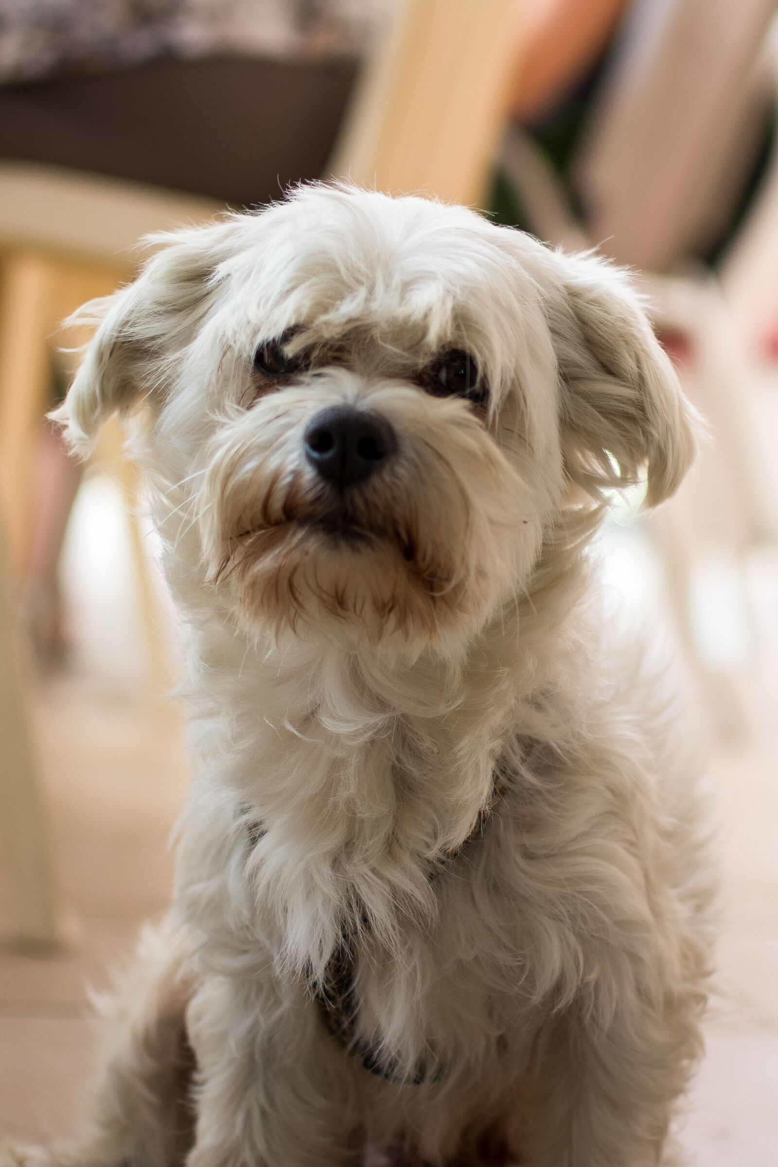 Nikon D7100 sample photo. Dog, bichon, white photography