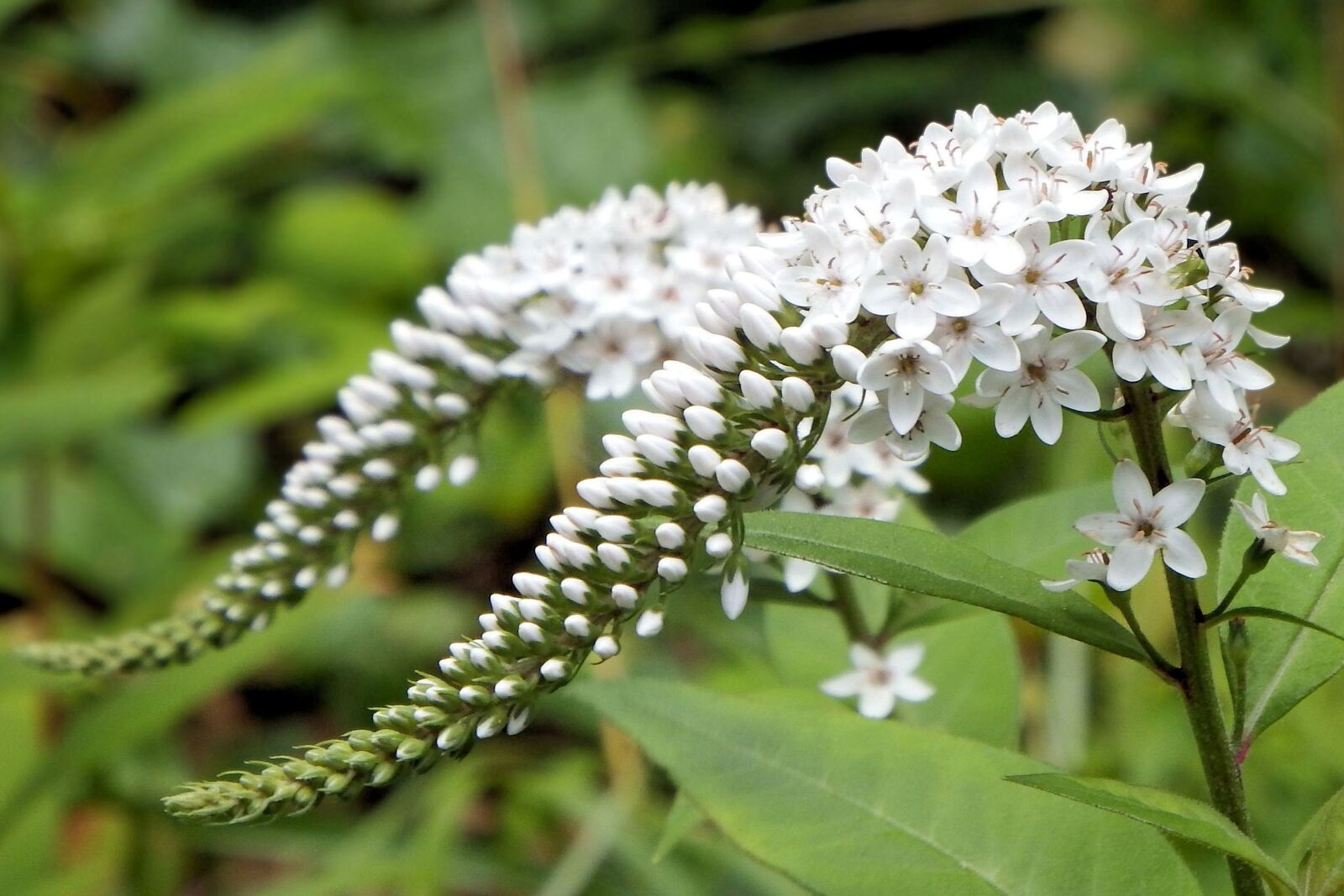 Fujifilm FinePix SL1000 sample photo. Flowers, white, white blossom photography