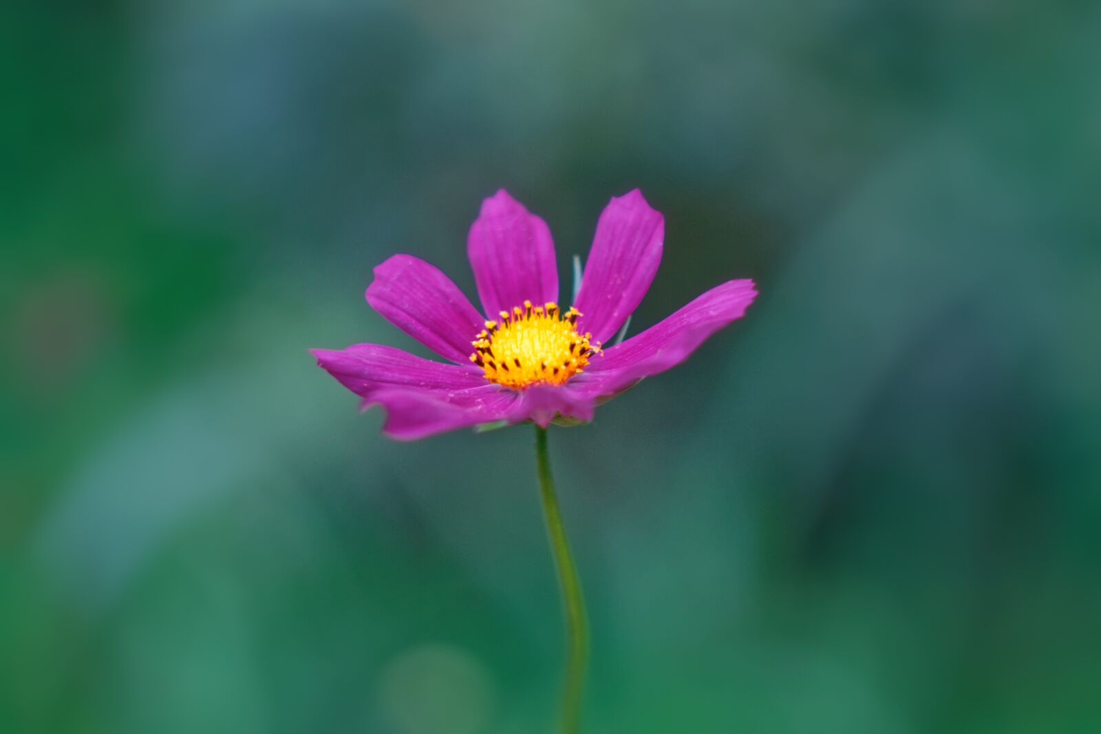 Canon EOS 1100D (EOS Rebel T3 / EOS Kiss X50) sample photo. Flower, macro, bloom photography