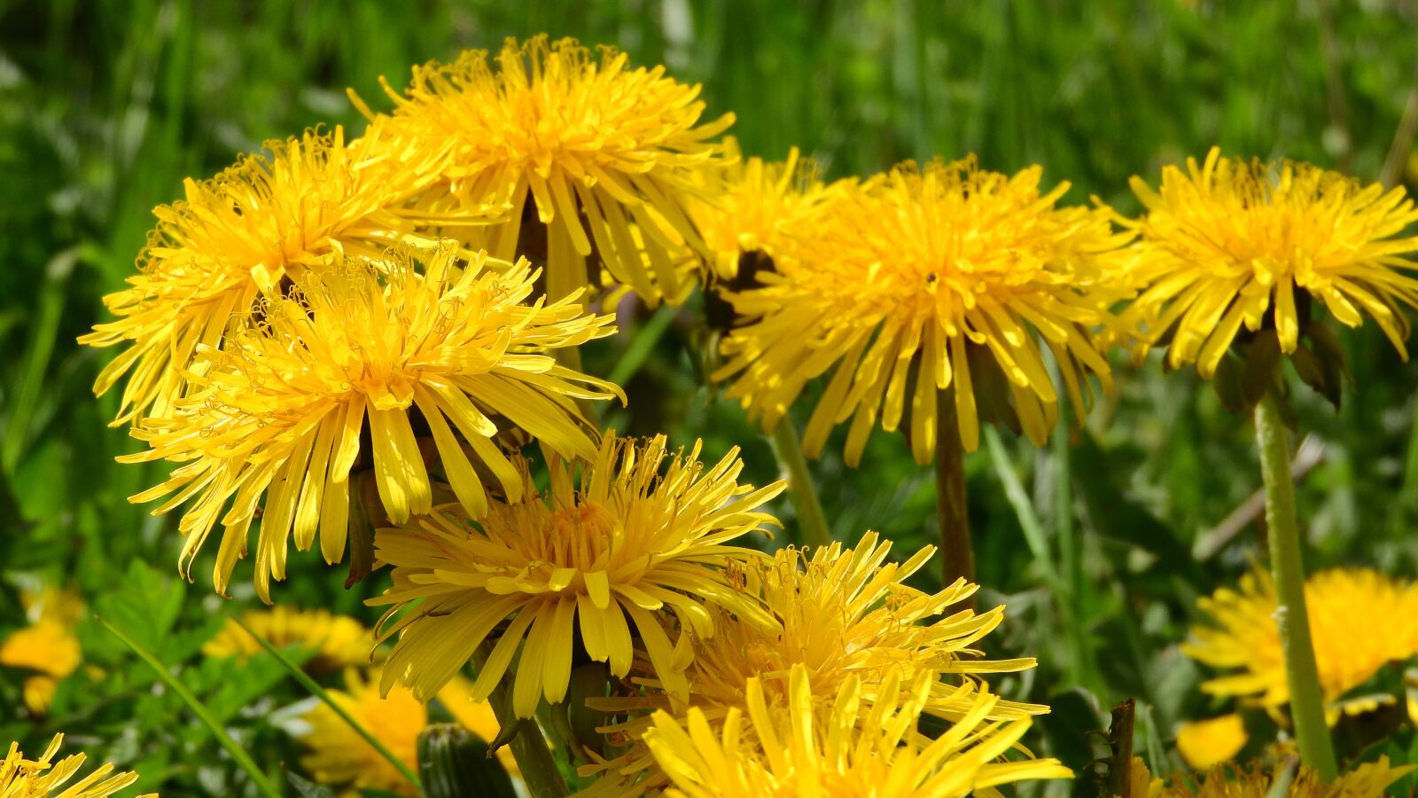 Nikon Coolpix P610 sample photo. Dandelion, cream of society photography