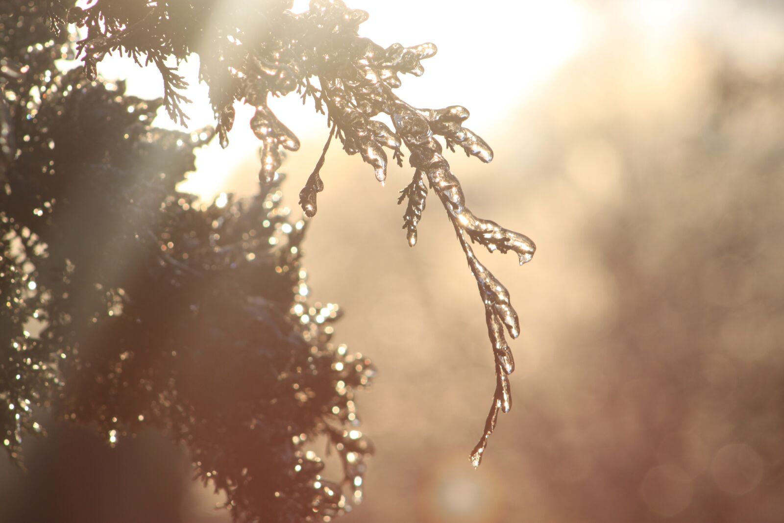 Canon EOS 500D (EOS Rebel T1i / EOS Kiss X3) sample photo. Nature, winter, water photography