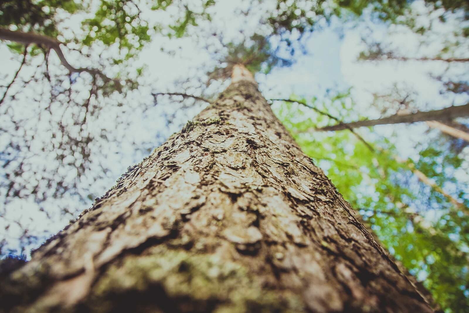 Canon EOS 1000D (EOS Digital Rebel XS / EOS Kiss F) sample photo. Tree, bark, tree bark photography