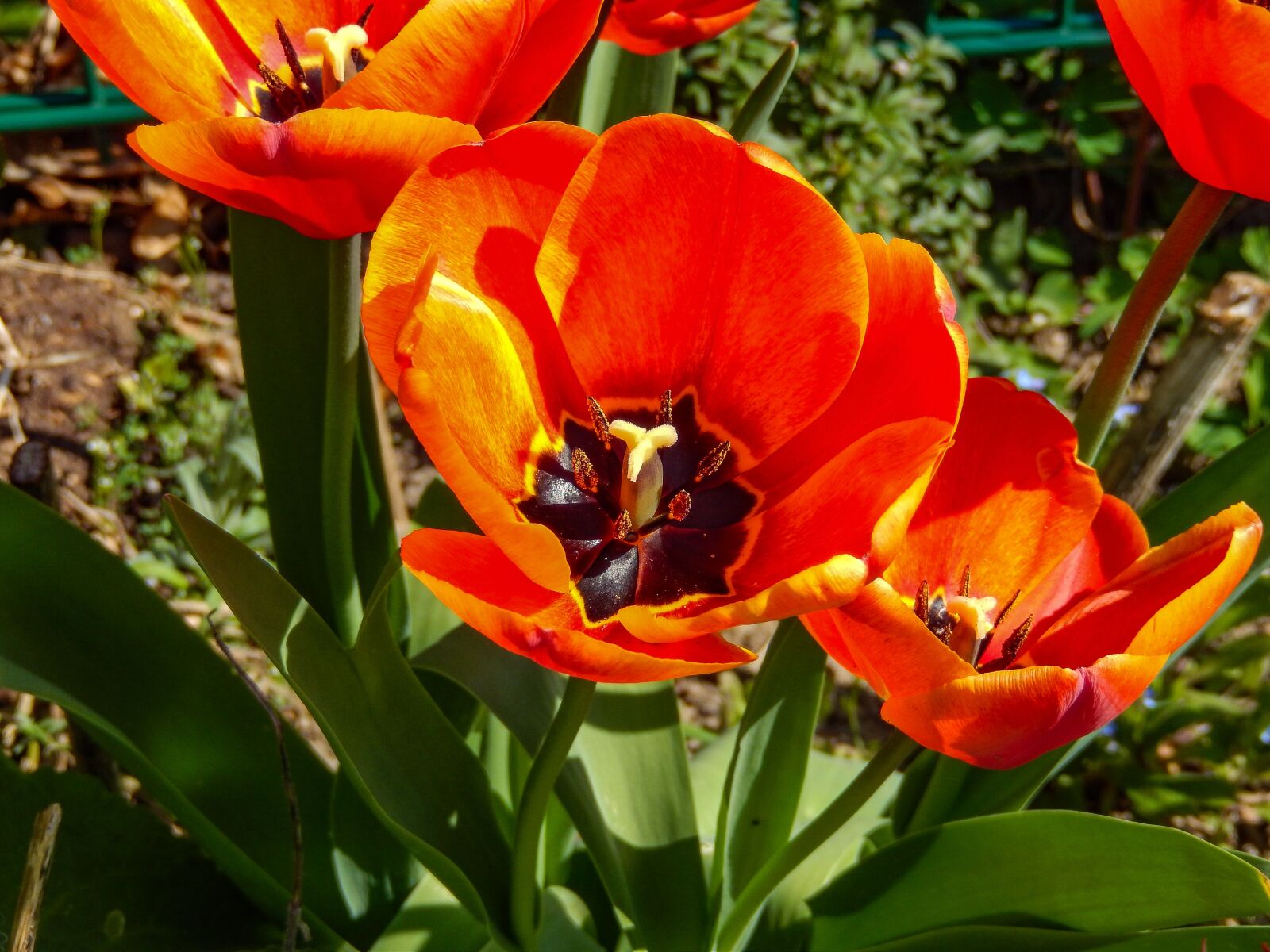 Nikon Coolpix S9500 sample photo. Tulip, tulipa, spring photography