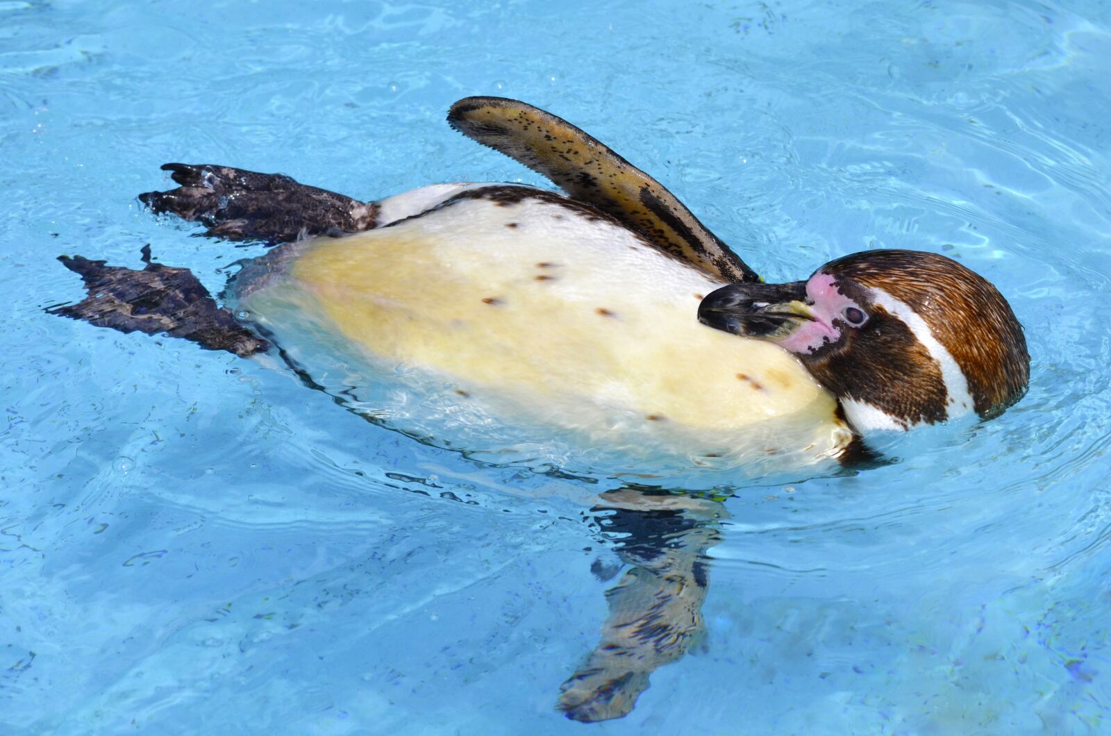 Nikon D5100 sample photo. Penguin, humboldt penguin, glasses photography