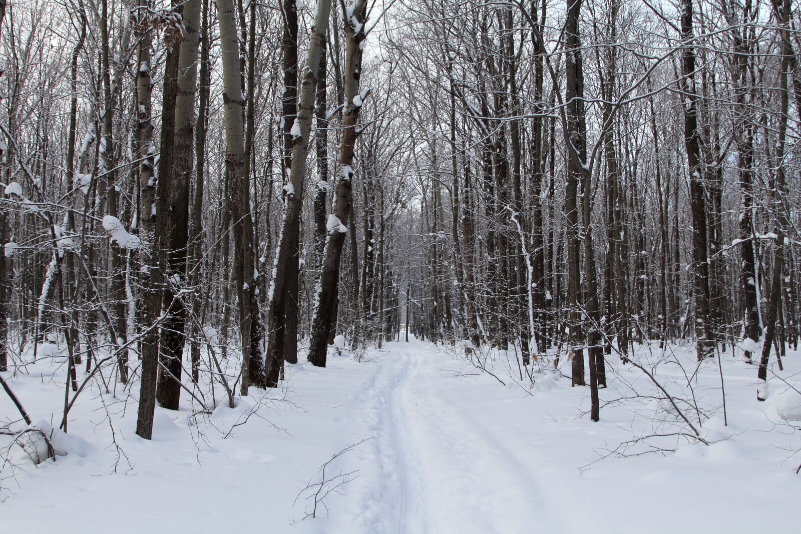 Canon EOS 60D + Canon EF 24-105mm F4L IS USM sample photo. Trees, winter, snow photography
