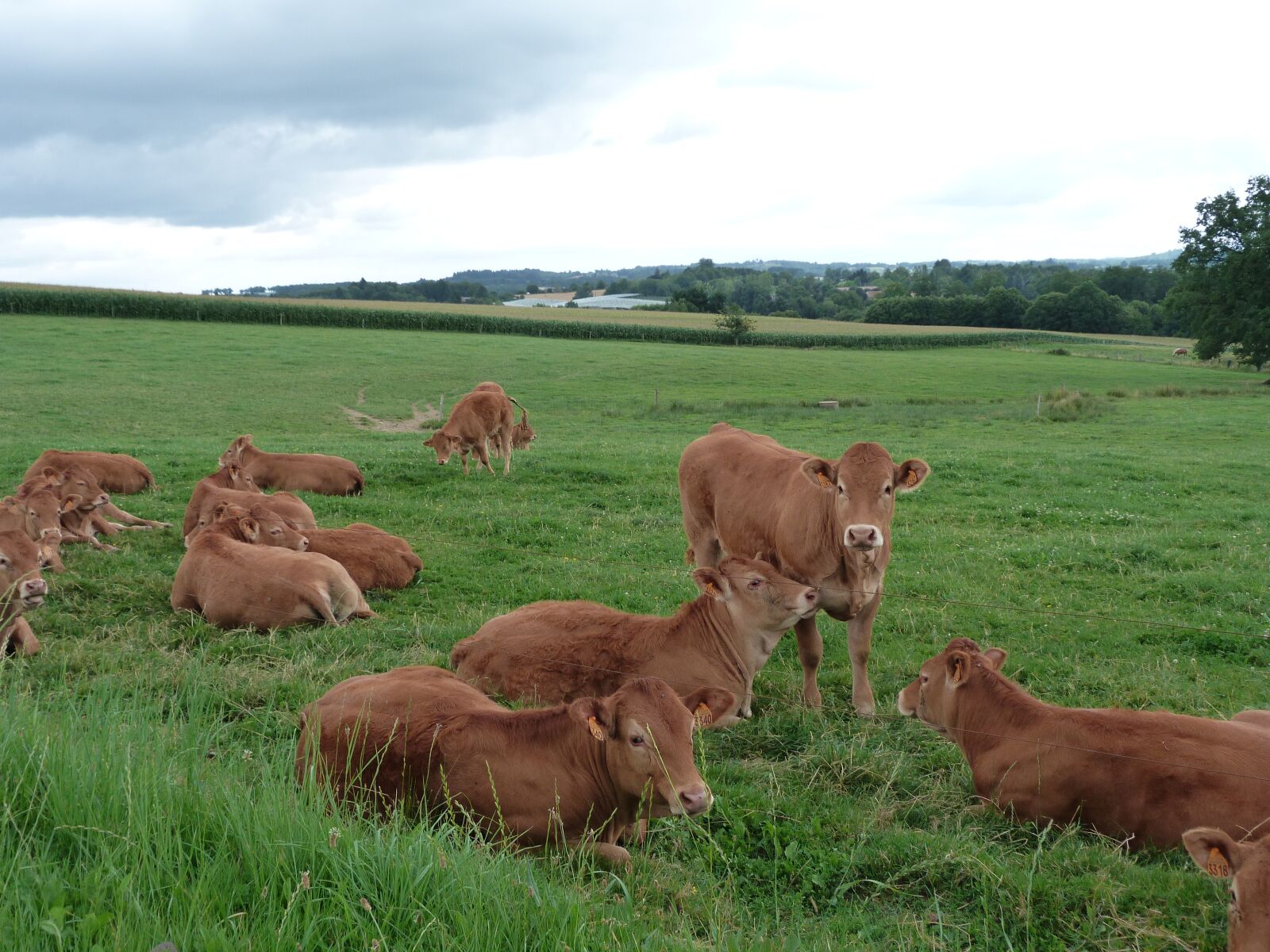 Panasonic Lumix DMC-FZ40 (Lumix DMC-FZ45) sample photo. Cows, wide, landscape photography